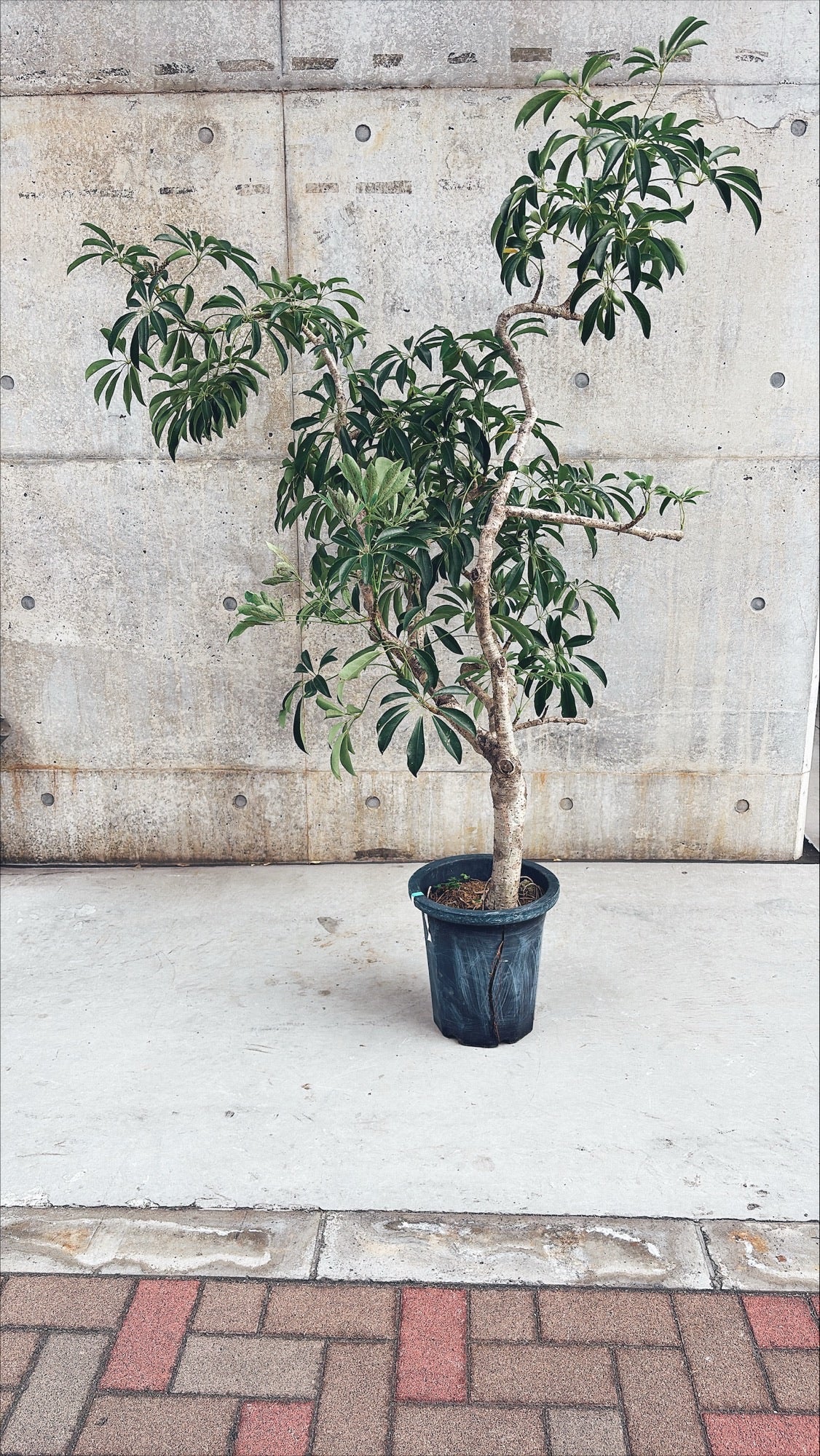 【東京都23区内の方のみ購入可】【送料無料】 シェフレラ 10号 A