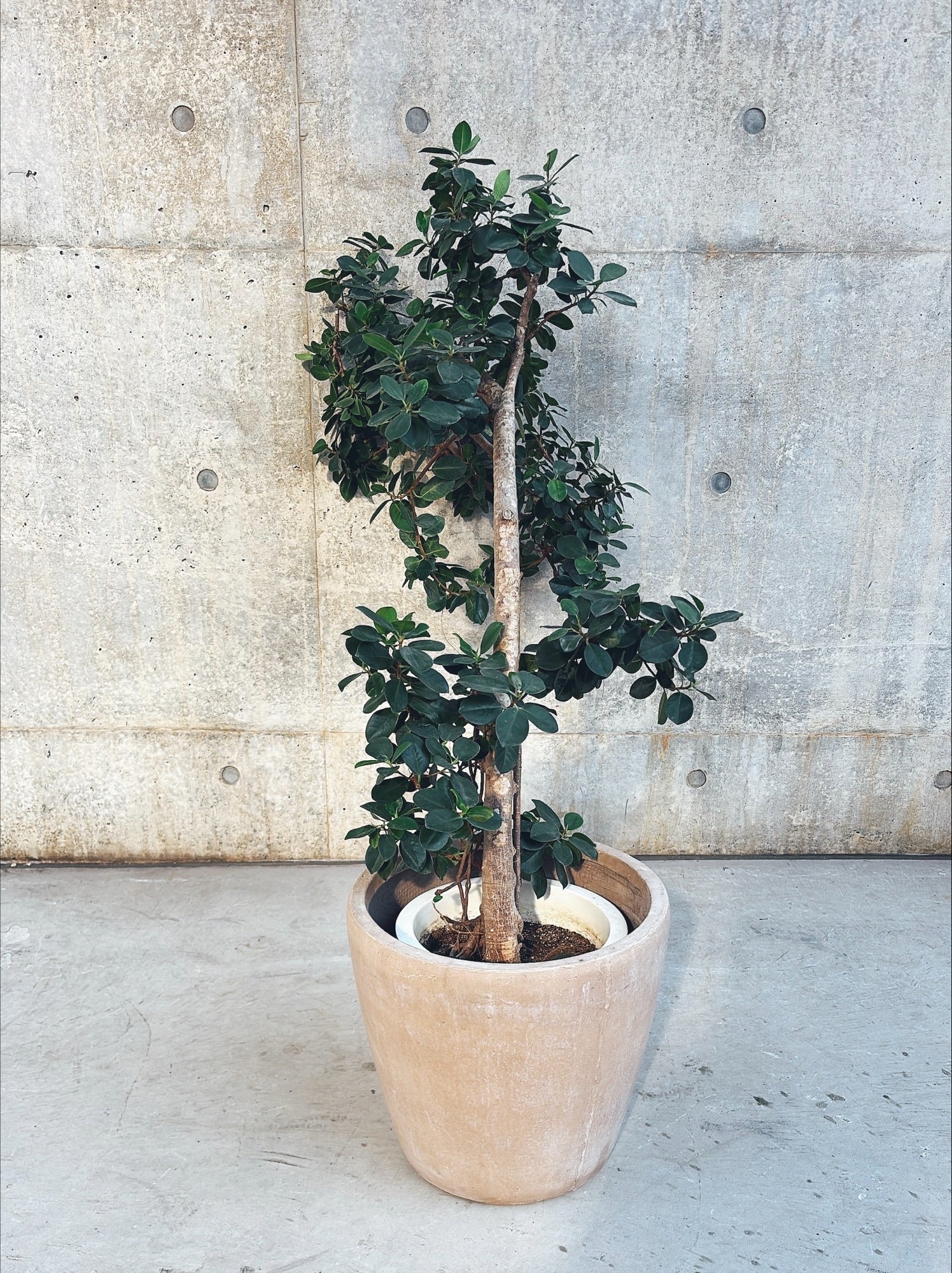 【東京都23区内の方のみ購入可】【送料無料】 パンダガジュマル (曲がり) 10号