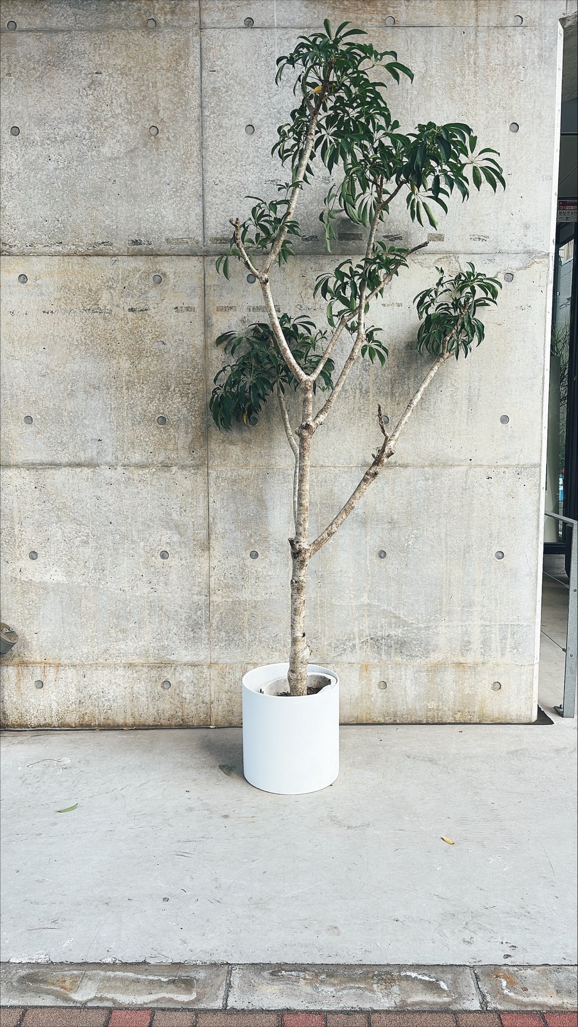 【東京都23区内の方のみ購入可】【送料無料】シェフレラ 10号E 器付き