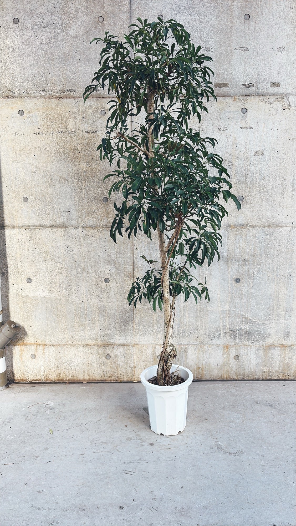 【東京都23区内の方のみ購入可】【送料無料】 シェフレラ 10号G