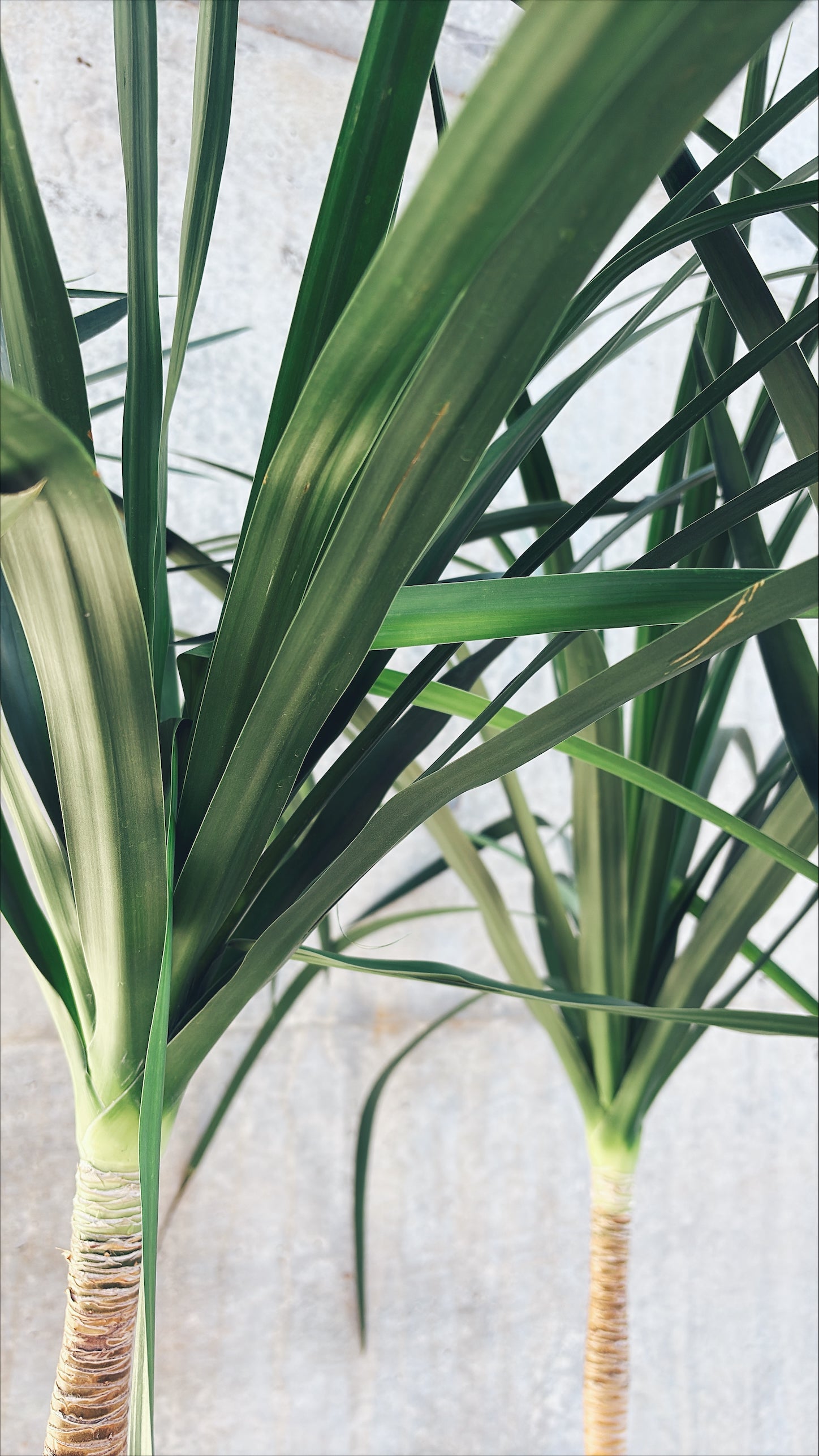 【東京都23区内の方のみ購入可】【送料無料】ドラセナ カンボジアーナ 10号