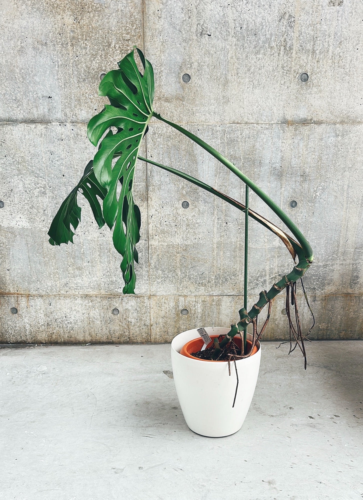 【東京都23区内の方のみ購入可】【送料無料】モンステラ デリシオーサ 10号