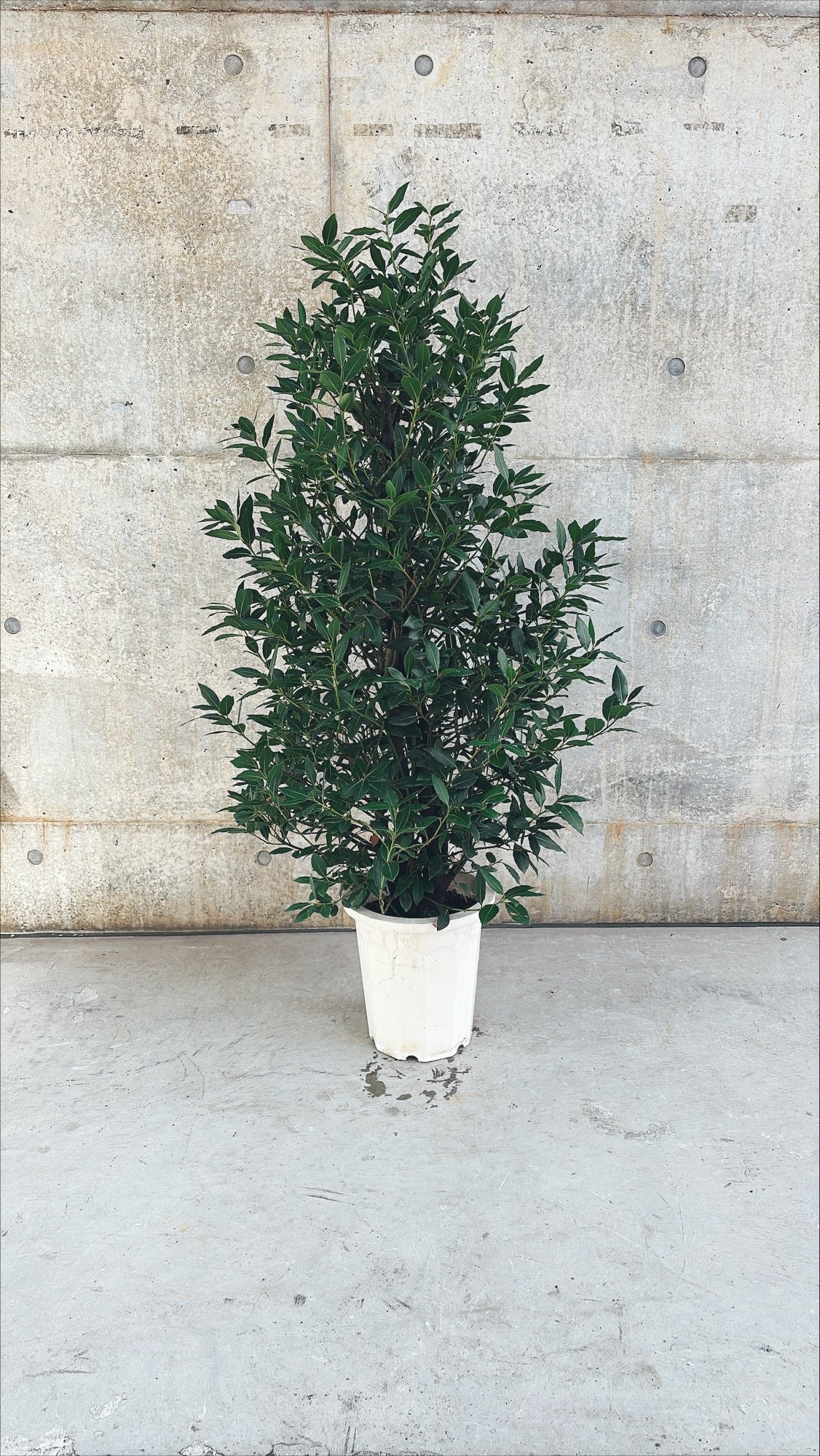 【東京都23区内の方のみ購入可】【送料無料】 月桂樹 (ゲッケイジュ) 10号