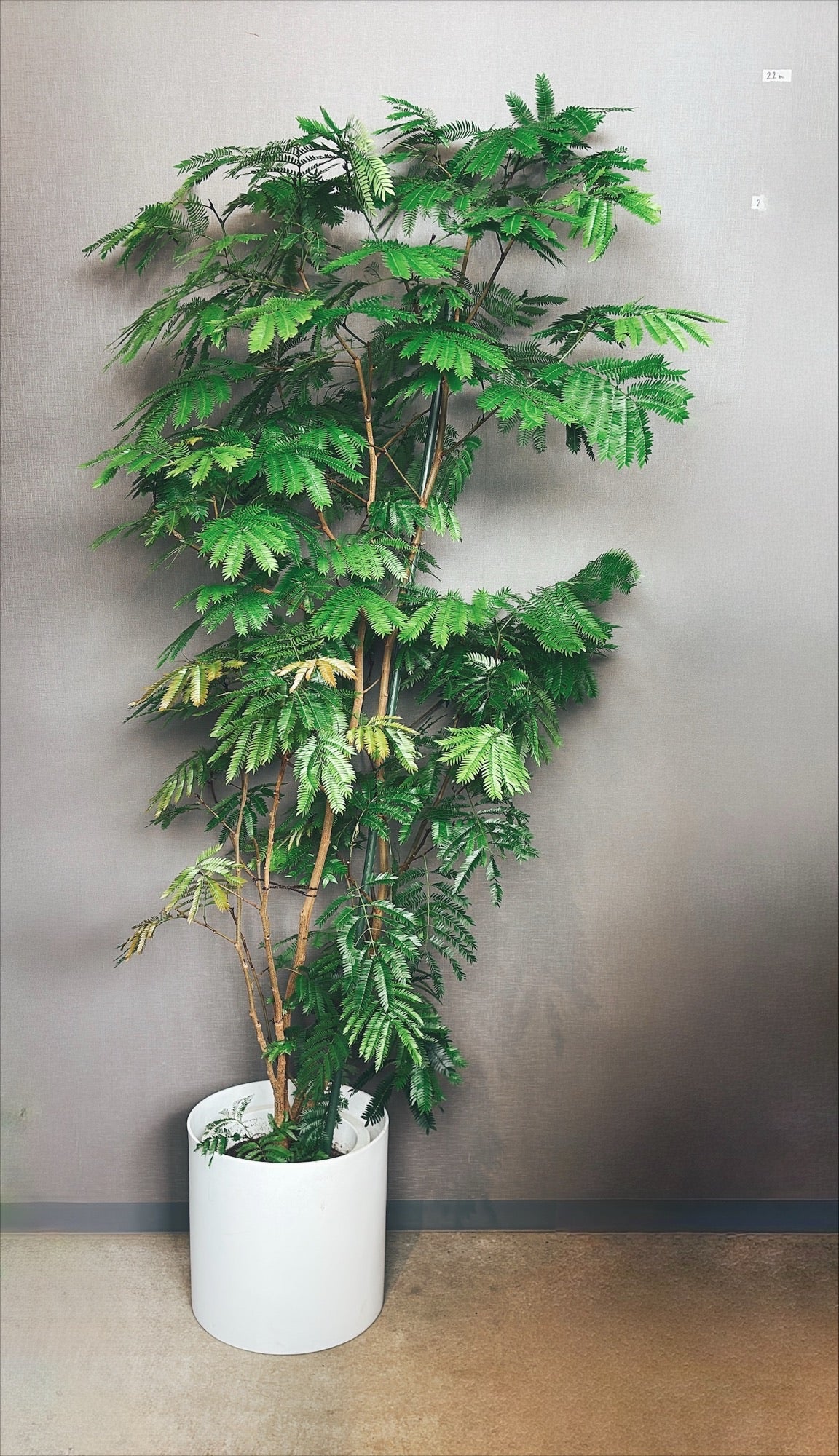 【東京都23区内の方のみ購入可】【送料無料】エバーフレッシュ 10号