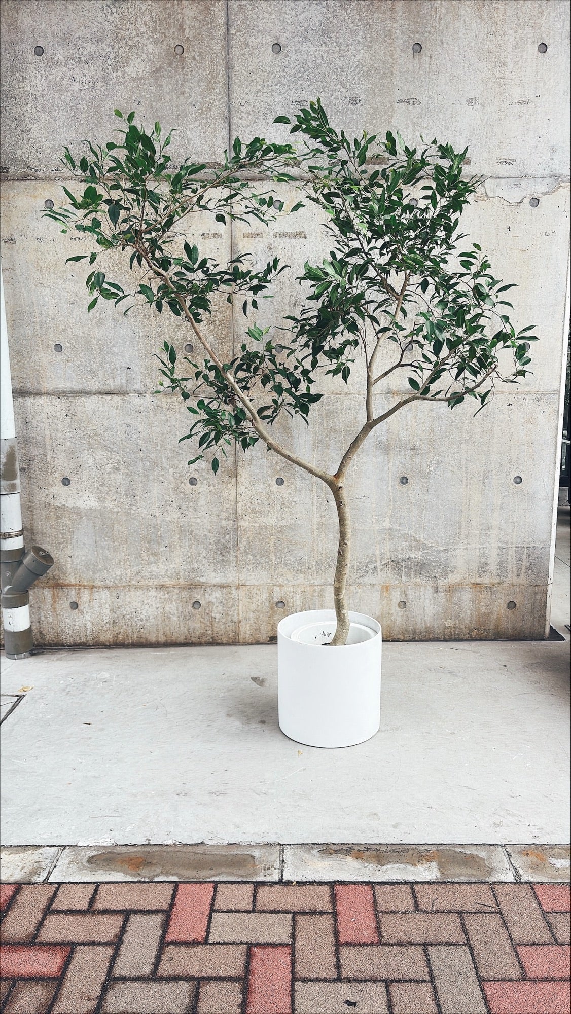 【東京都23区内の方のみ購入可】【送料無料】 フィカス ヌべ 10号