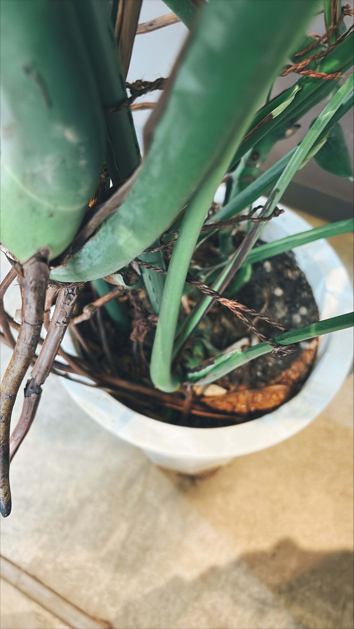 【東京都23区内の方のみ購入可】【送料無料】 モンステラ アダンソニー 10号鉢 A