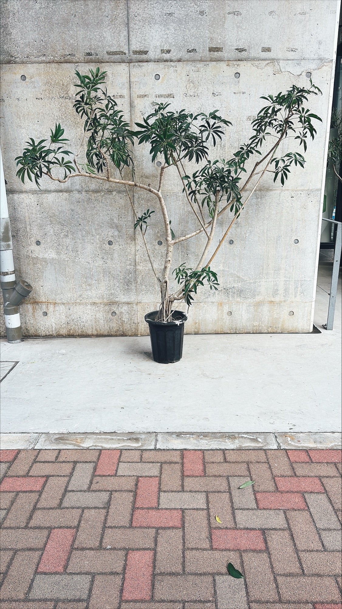 【東京都23区内の方のみ購入可】【送料無料】シェフレラ 10号D