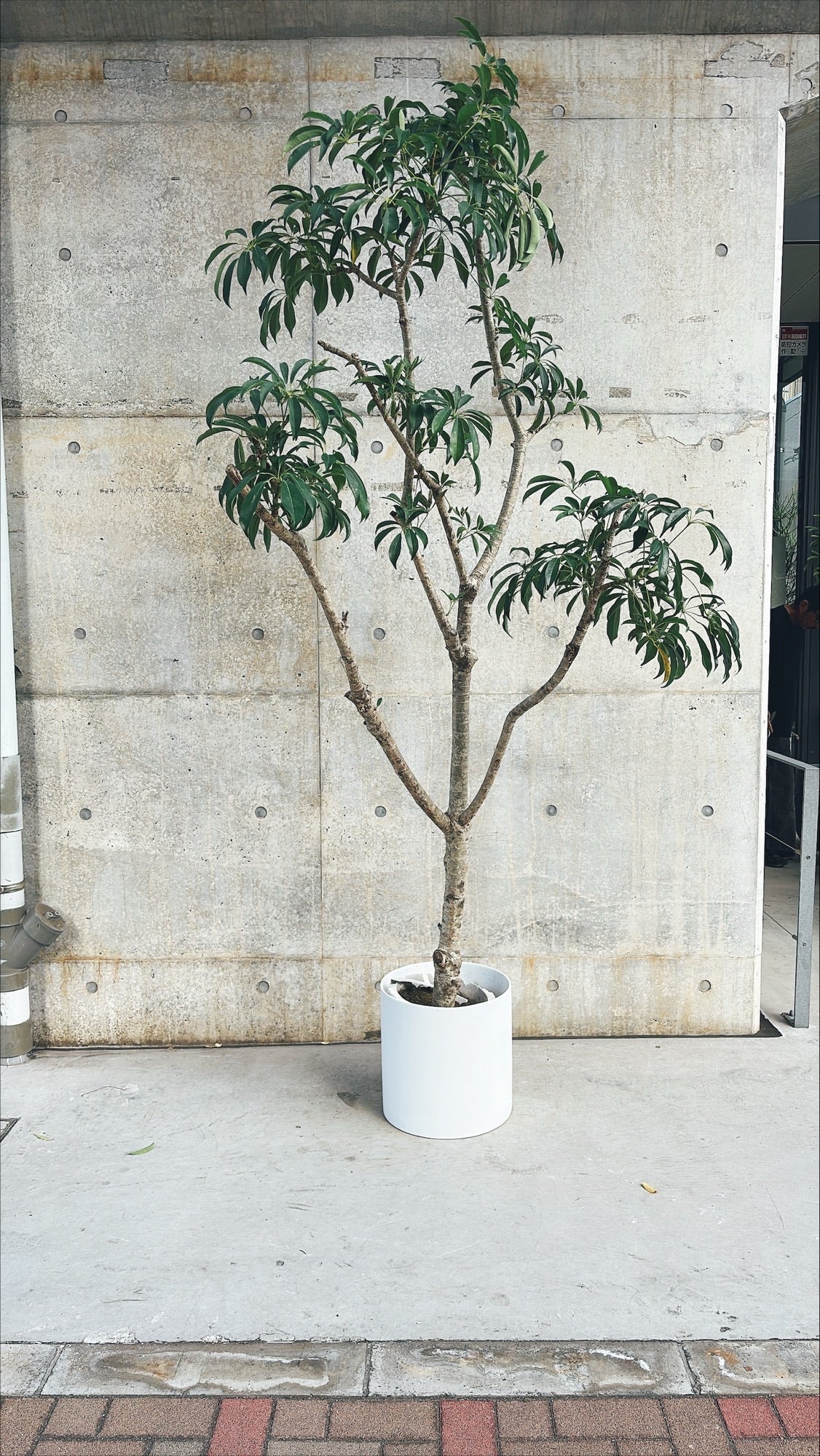 【東京都23区内の方のみ購入可】【送料無料】シェフレラ 10号E 器付き