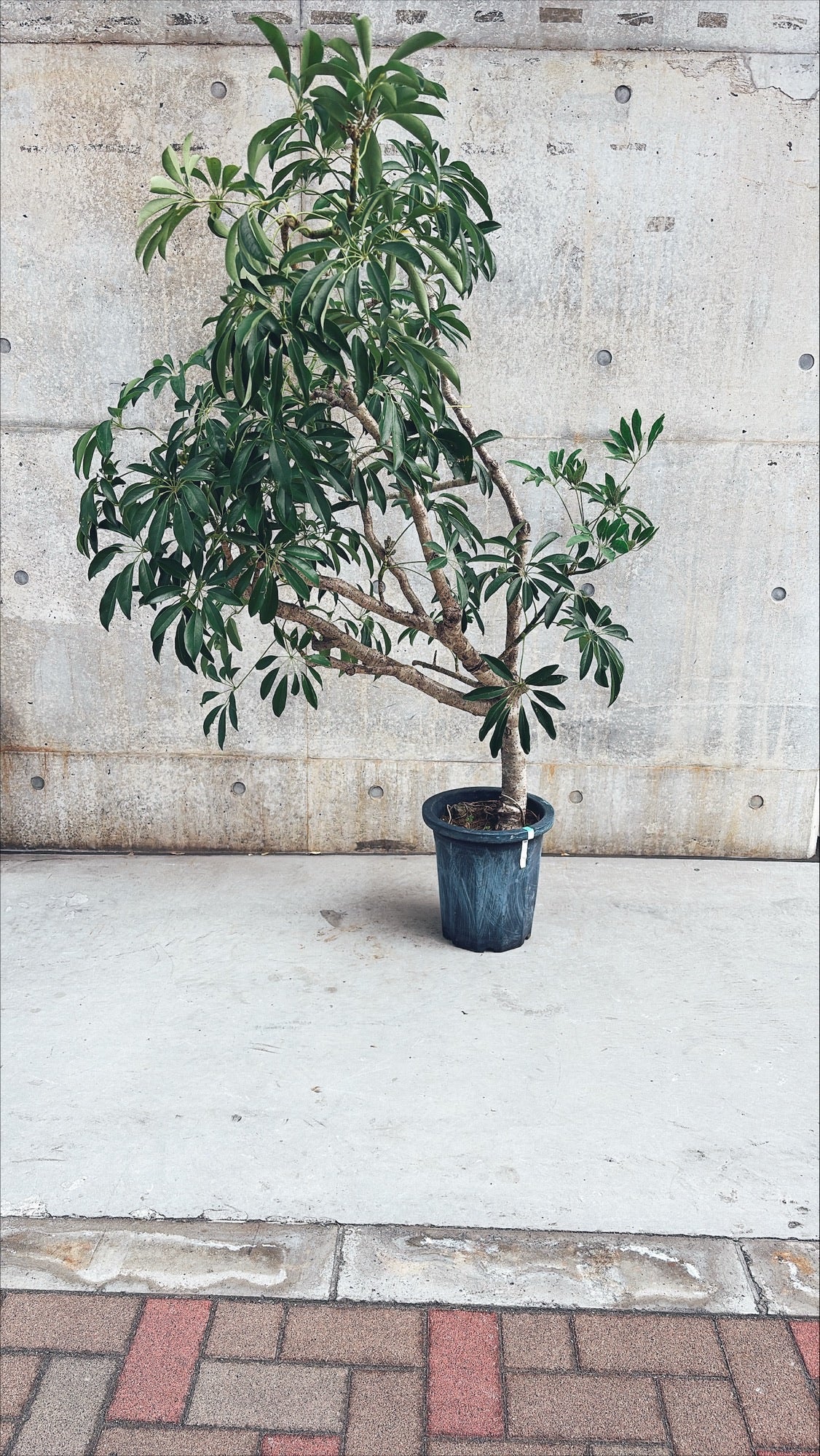 【東京都23区内の方のみ購入可】【送料無料】 シェフレラ 10号 A