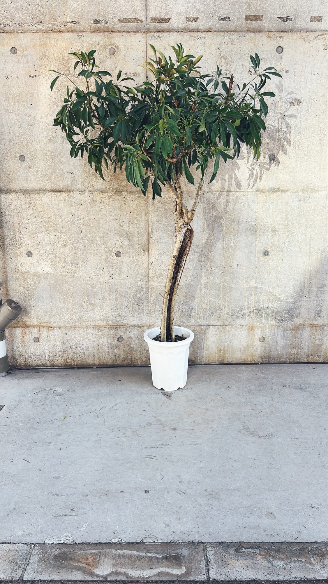 【東京都23区内の方のみ購入可】【送料無料】シェフレラ 10号J