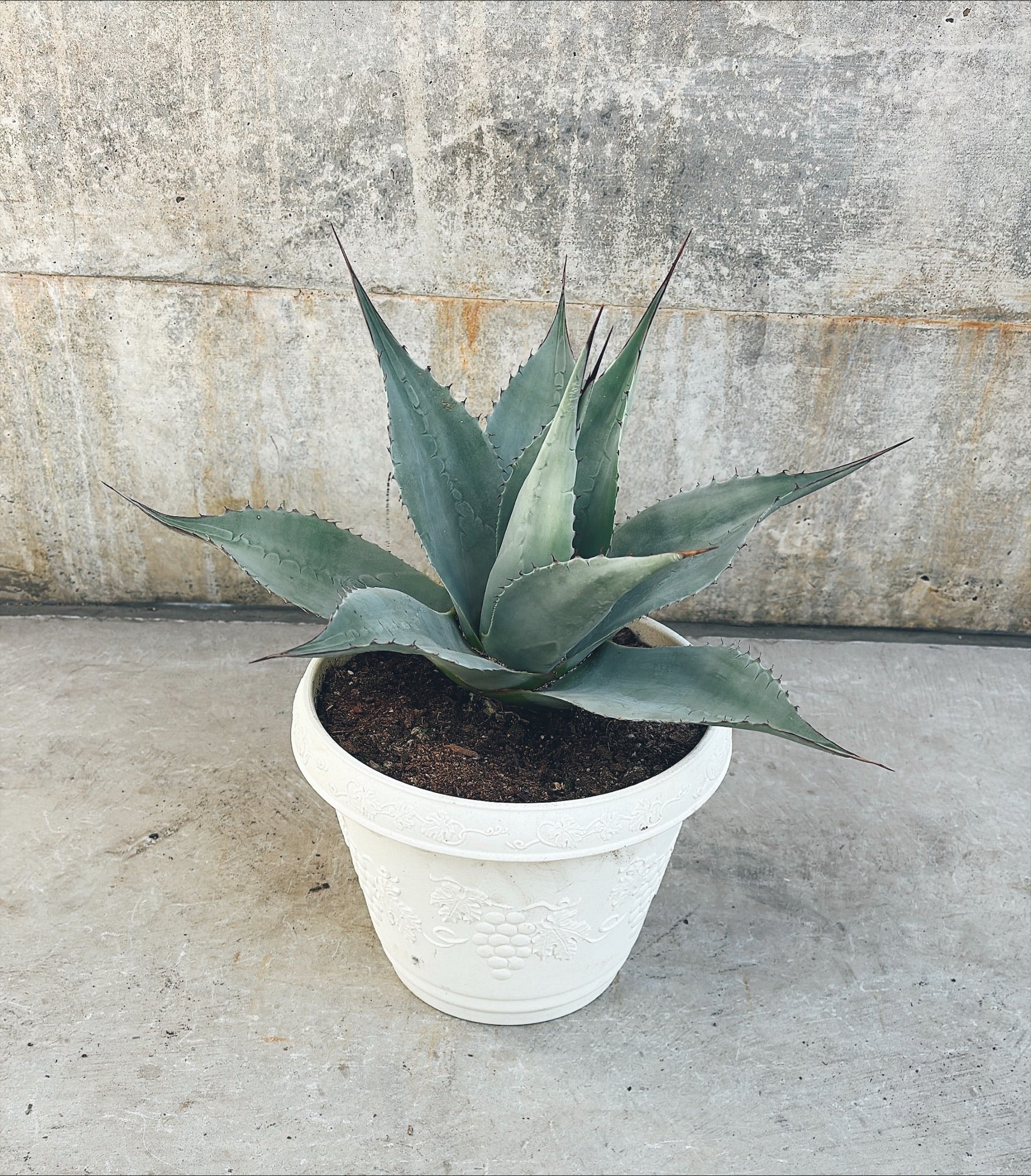 【東京都23区内の方のみ購入可】【送料無料】