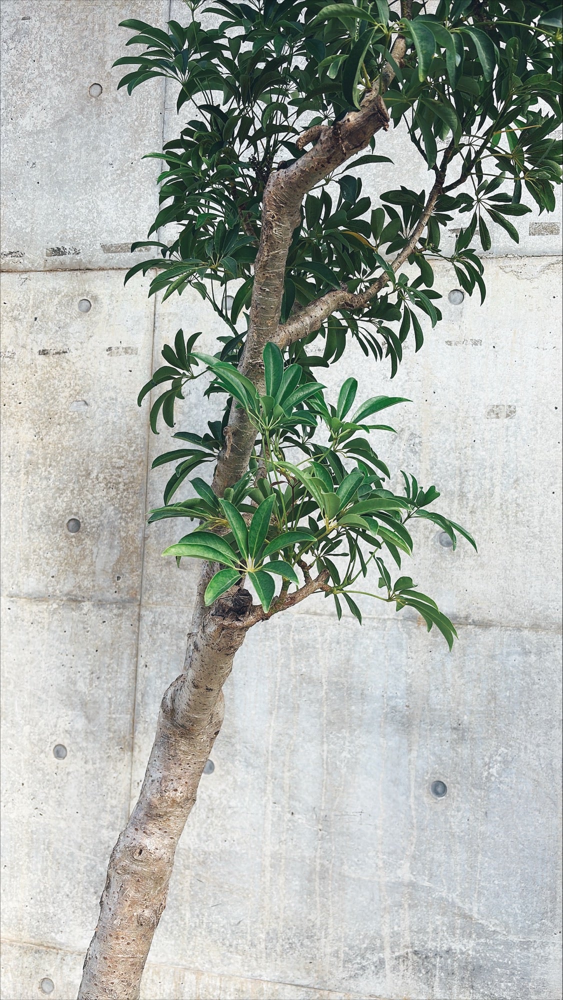 【東京都23区内の方のみ購入可】【送料無料】シェフレラ 10号F