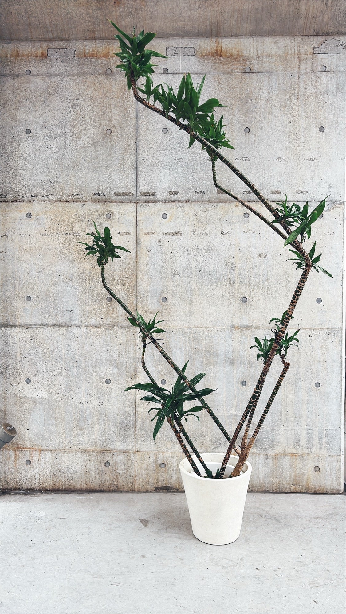 【東京都23区内の方のみ購入可】【送料無料】 ドラセナ アオワーネッキー 10号鉢