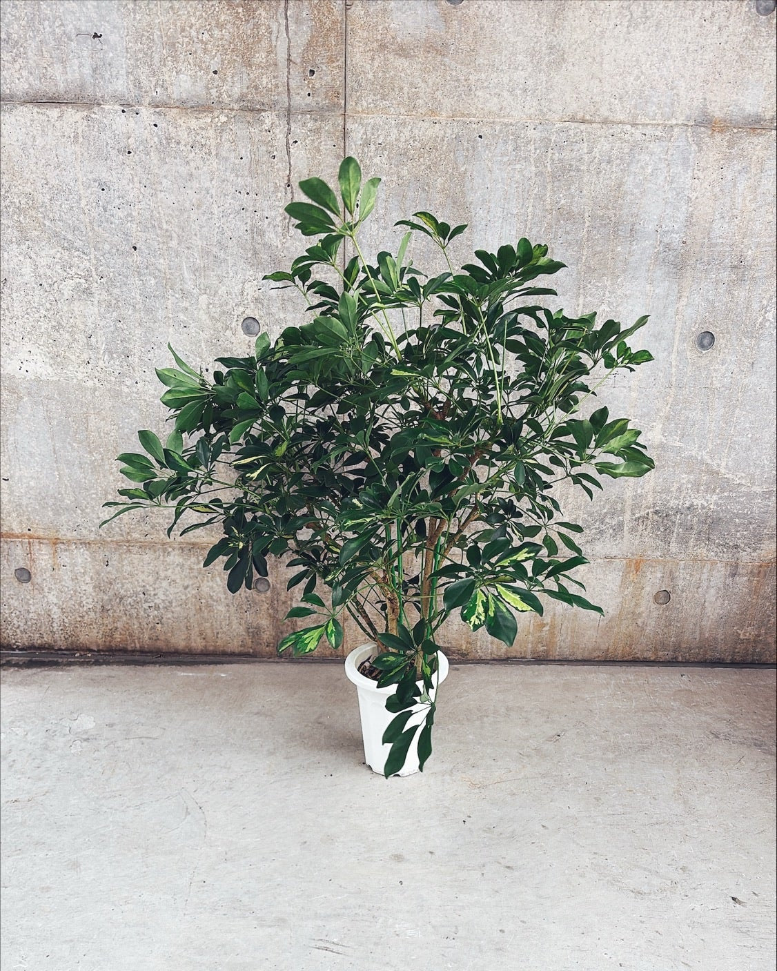 【東京都23区内の方のみ購入可】【送料無料】 シェフレラ ホンコン斑入り 8号