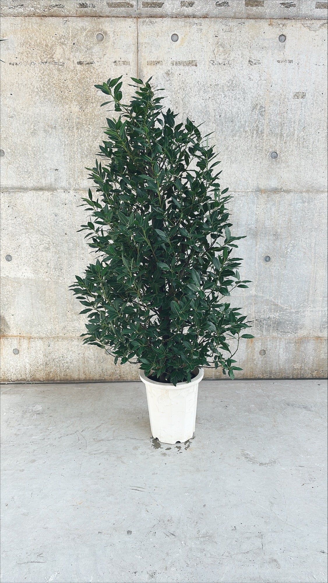 【東京都23区内の方のみ購入可】【送料無料】 月桂樹 (ゲッケイジュ) 10号