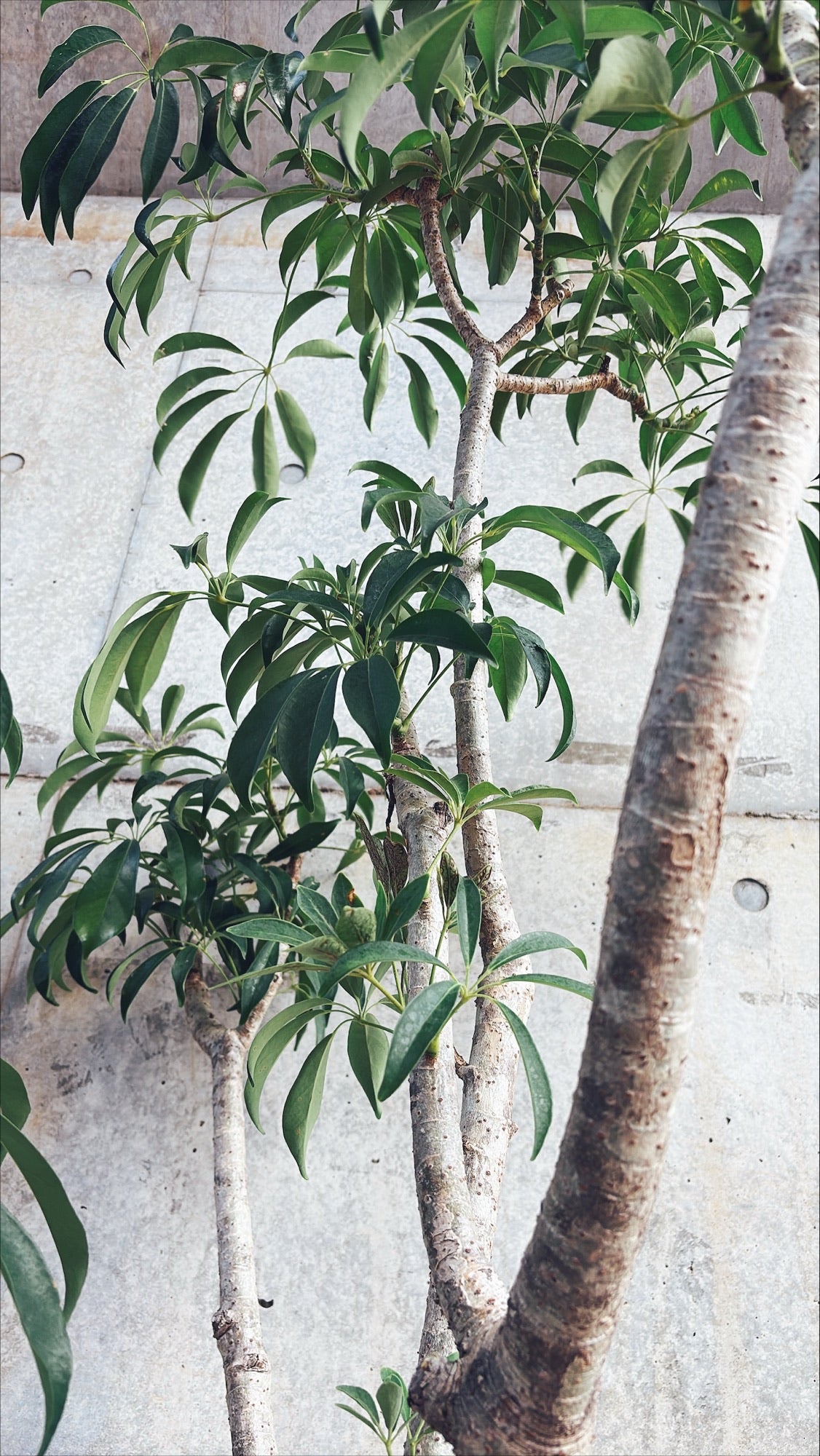 【東京都23区内の方のみ購入可】【送料無料】シェフレラ 10号E 器付き