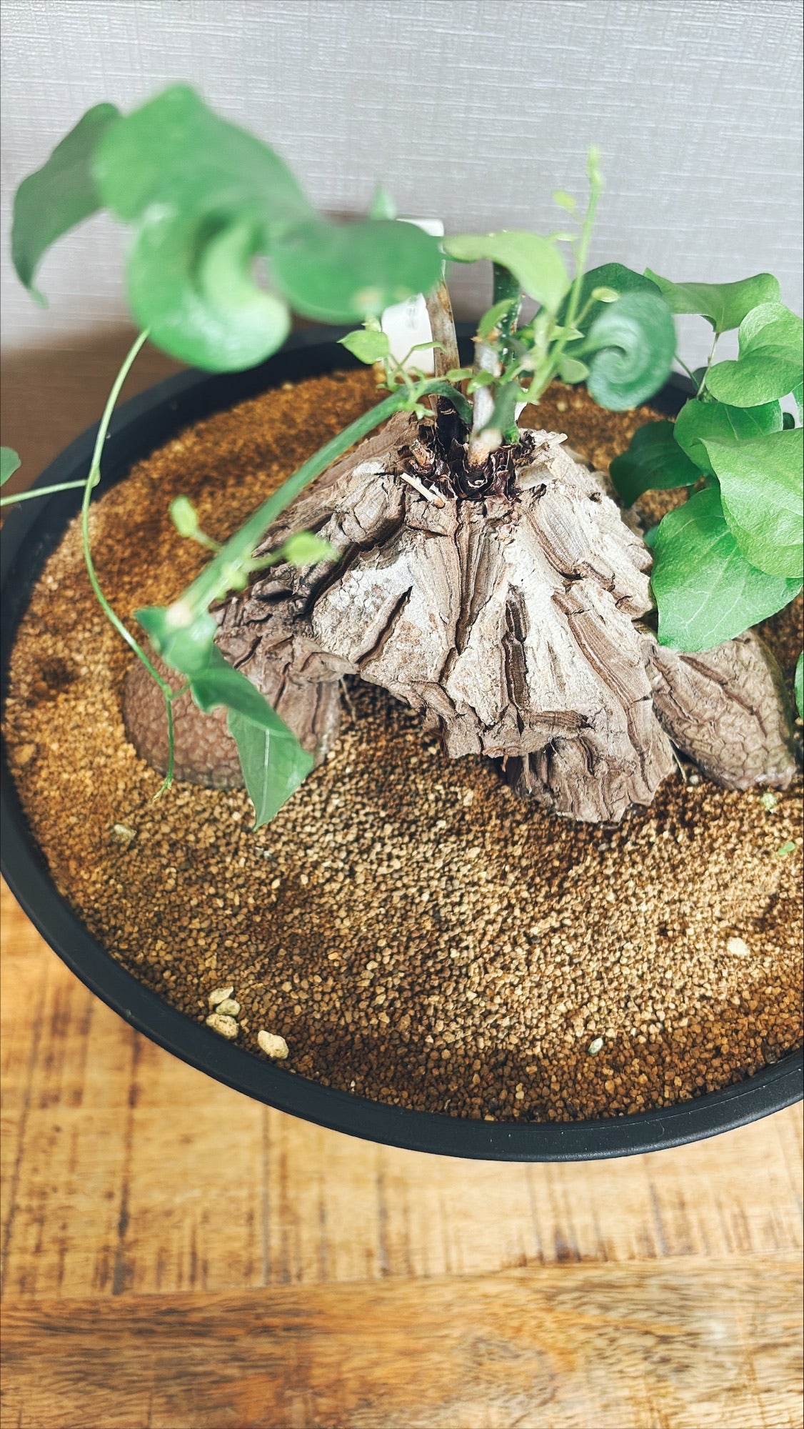 【東京都23区内の方のみ購入可】【送料無料】 亀甲竜(ディオスコレア・エレファンティペス) 8号鉢