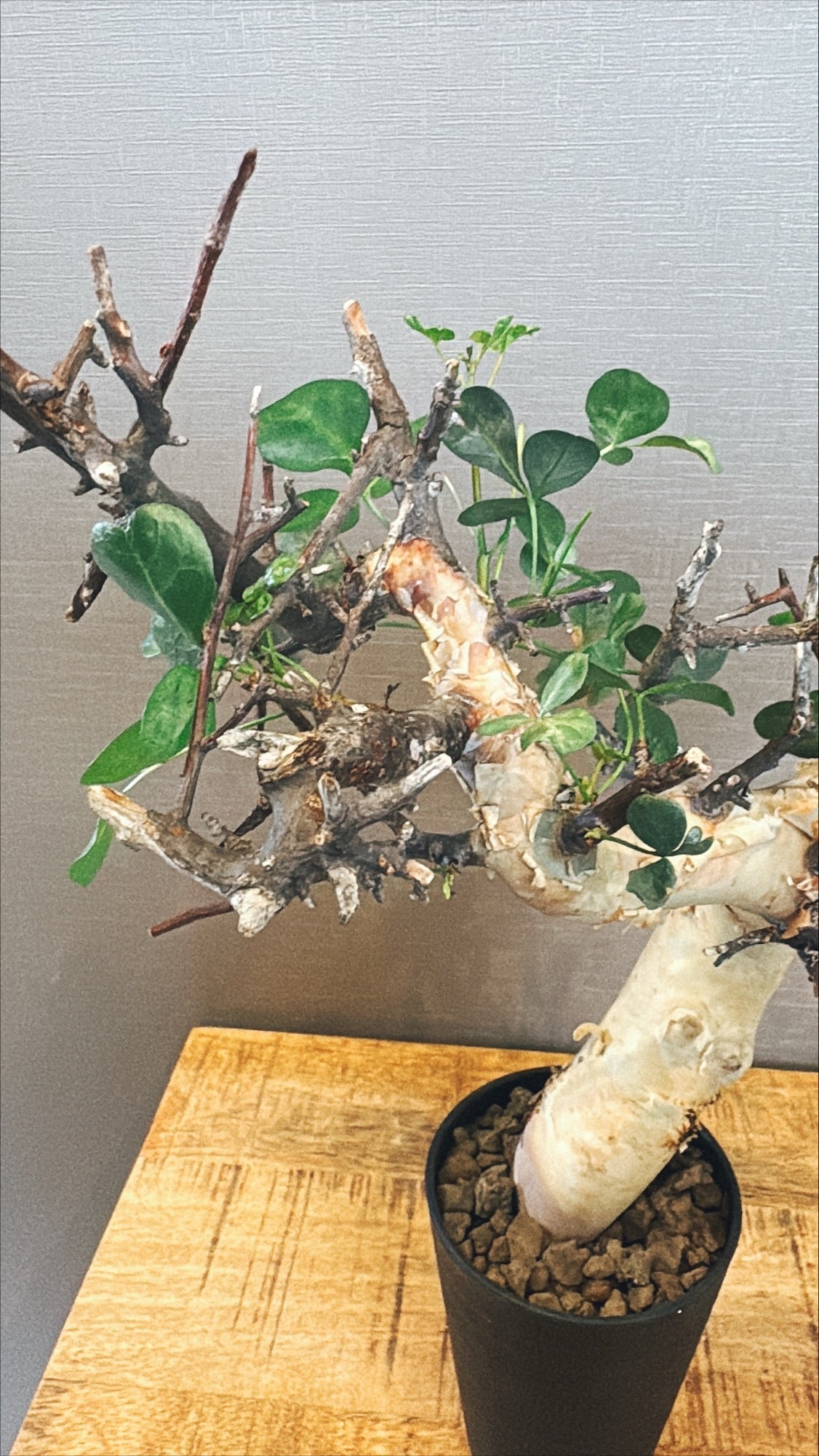 【東京都23区内の方のみ購入可】【送料無料】コミフォラ・カタフ 4号鉢