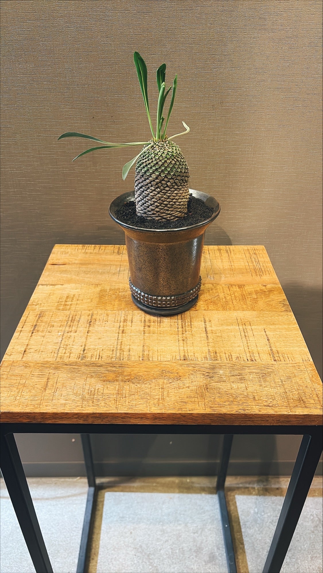 【東京都23区内の方のみ購入可】【送料無料】 ユーフォルビア 鉄甲丸 4号鉢