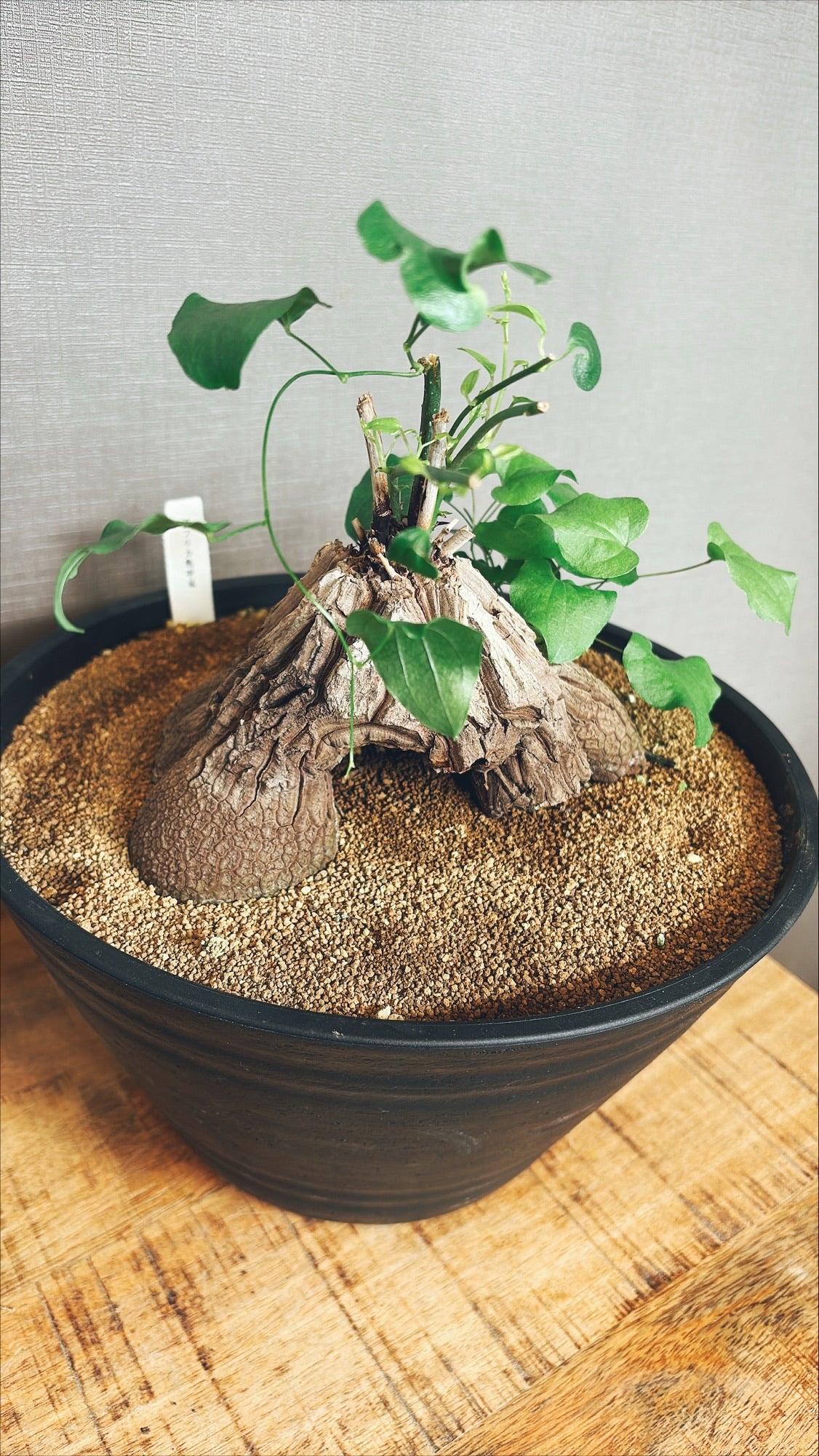 【東京都23区内の方のみ購入可】【送料無料】 亀甲竜(ディオスコレア・エレファンティペス) 8号鉢