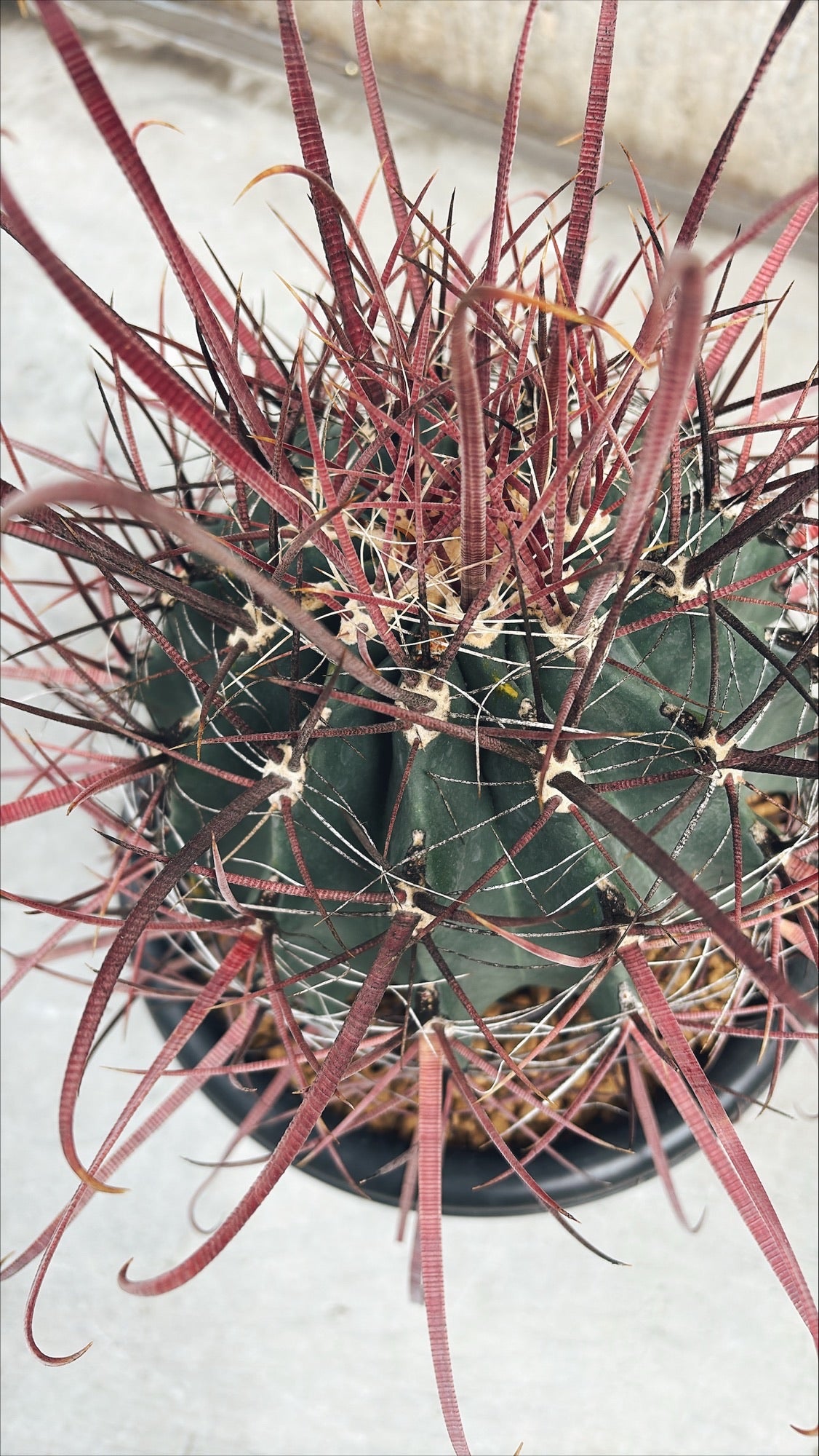 【東京都23区内の方のみ購入可】【送料無料】 サボテン 偉冠竜 9号