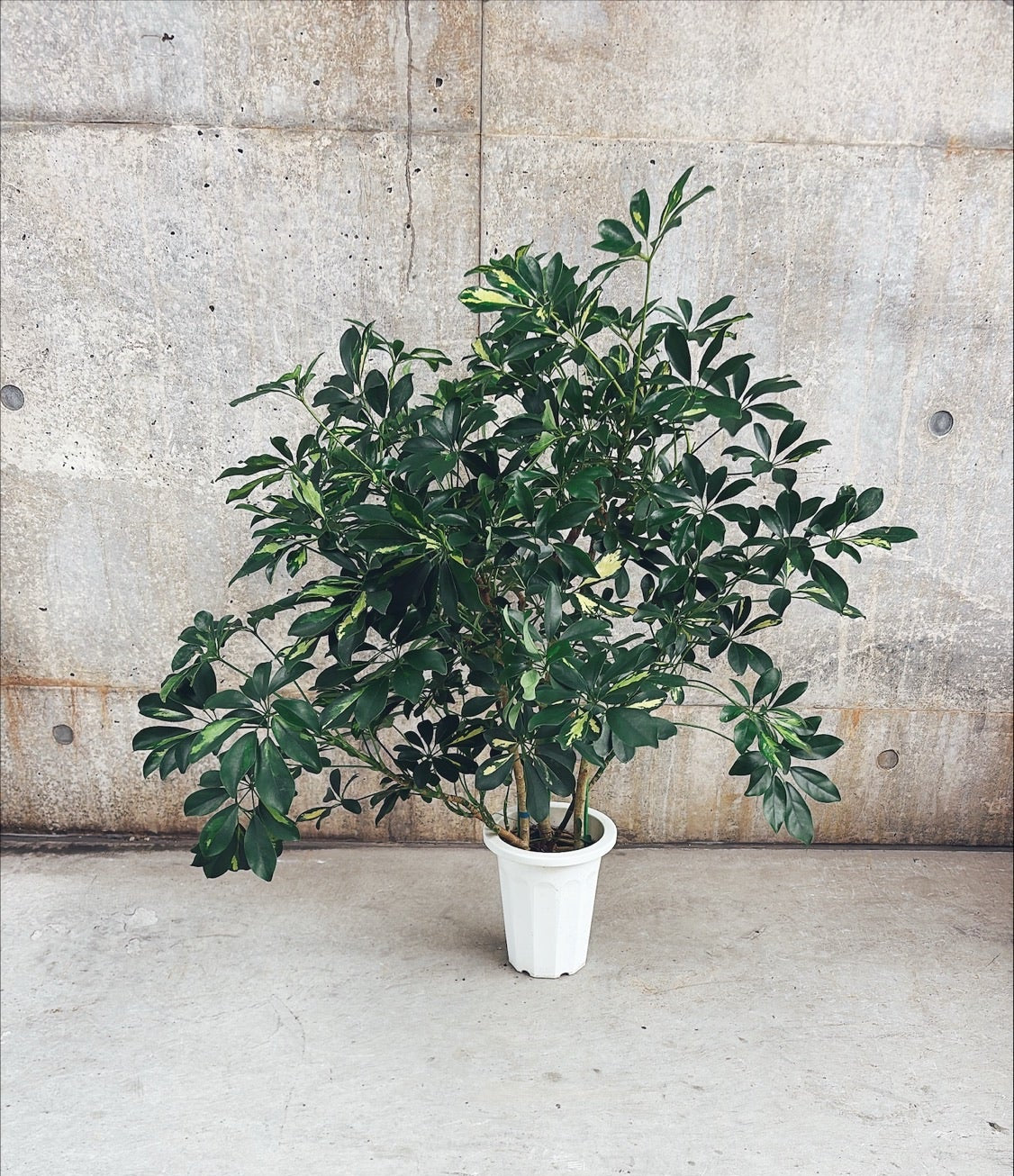 【東京都23区内の方のみ購入可】【送料無料】 シェフレラ ホンコン斑入り 8号