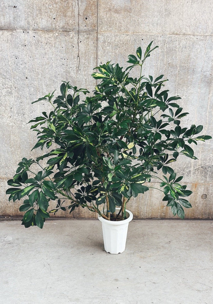 【東京都23区内の方のみ購入可】【送料無料】 シェフレラ ホンコン斑入り 8号