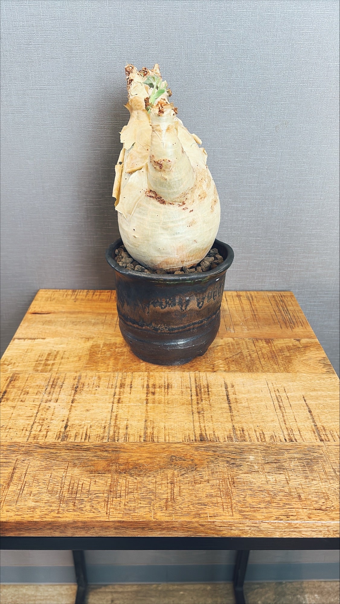 【東京都23区内の方のみ購入可】【送料無料】 キフォステンマ・ウッターマクロプス 5号
