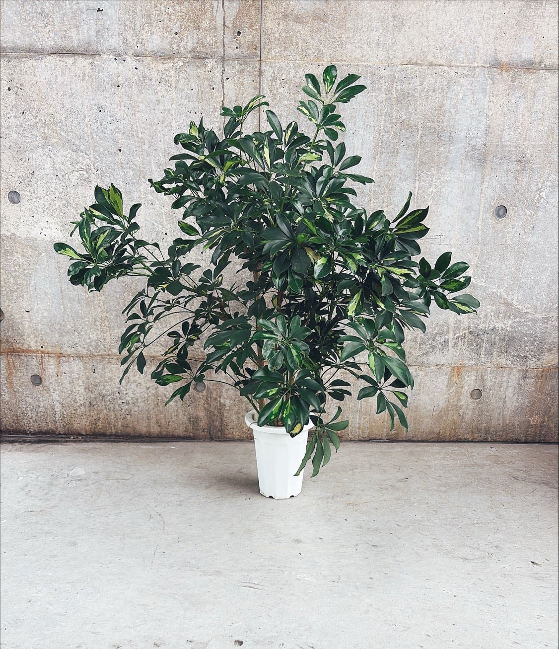 【東京都23区内の方のみ購入可】【送料無料】 シェフレラ ホンコン斑入り 8号