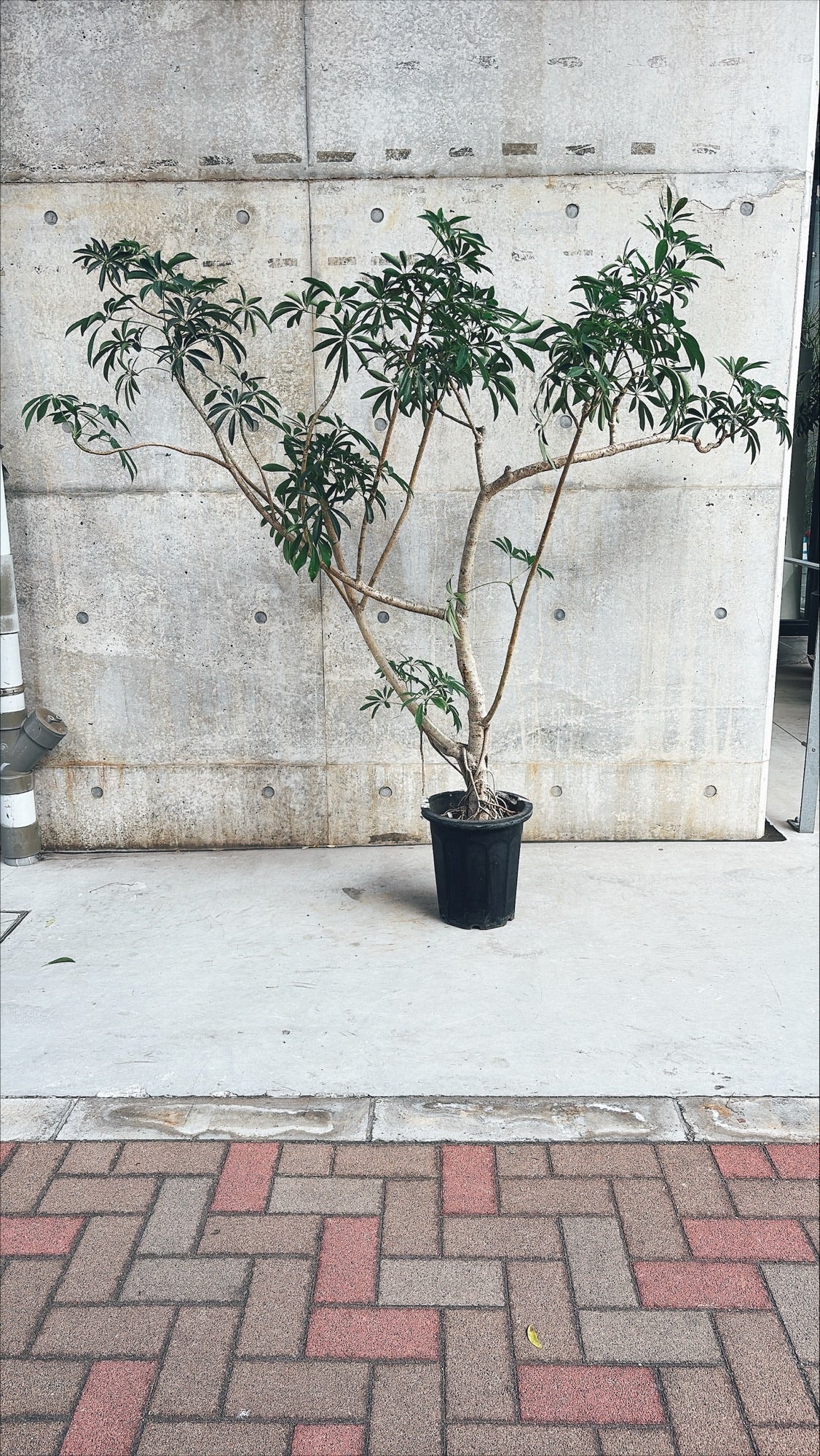 【東京都23区内の方のみ購入可】【送料無料】シェフレラ 10号D