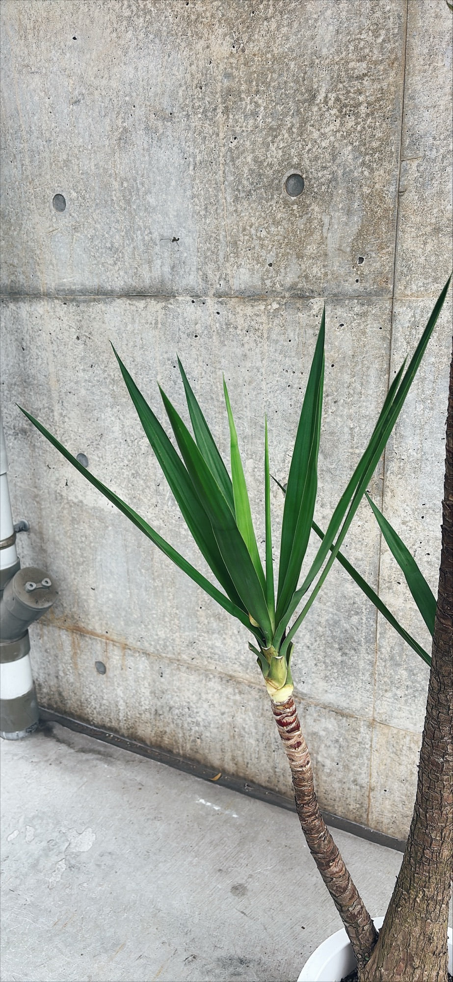 【東京都23区内の方のみ購入可】【送料無料】 ユッカ 10号鉢