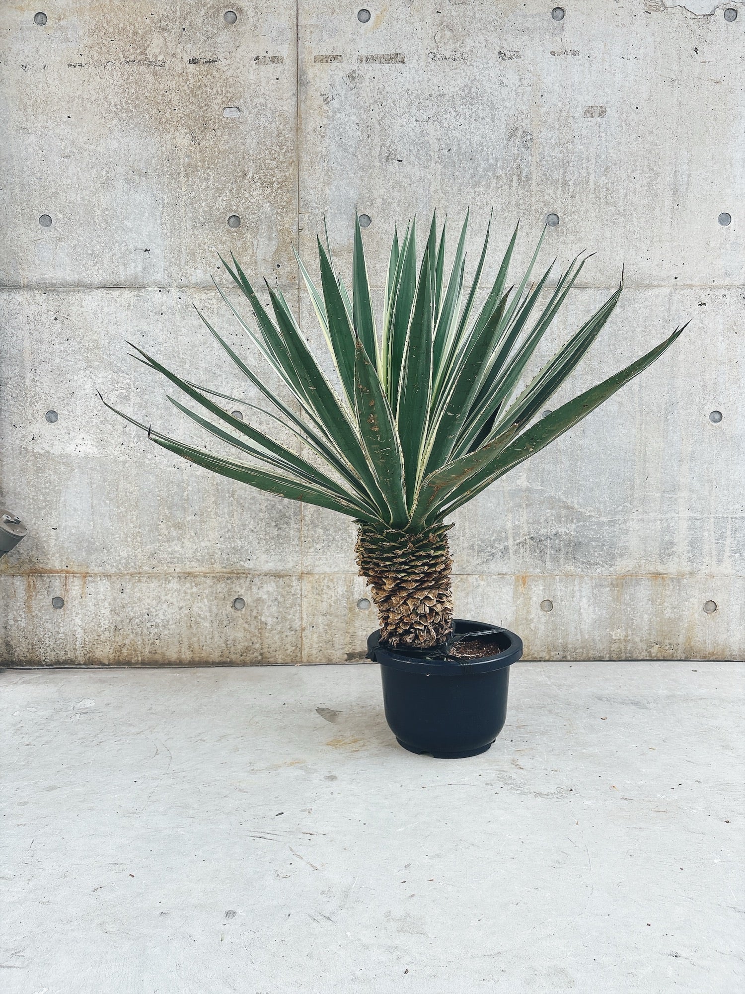 【東京都23区内の方のみ購入可】【送料無料】 アガベ　白閃光　10号