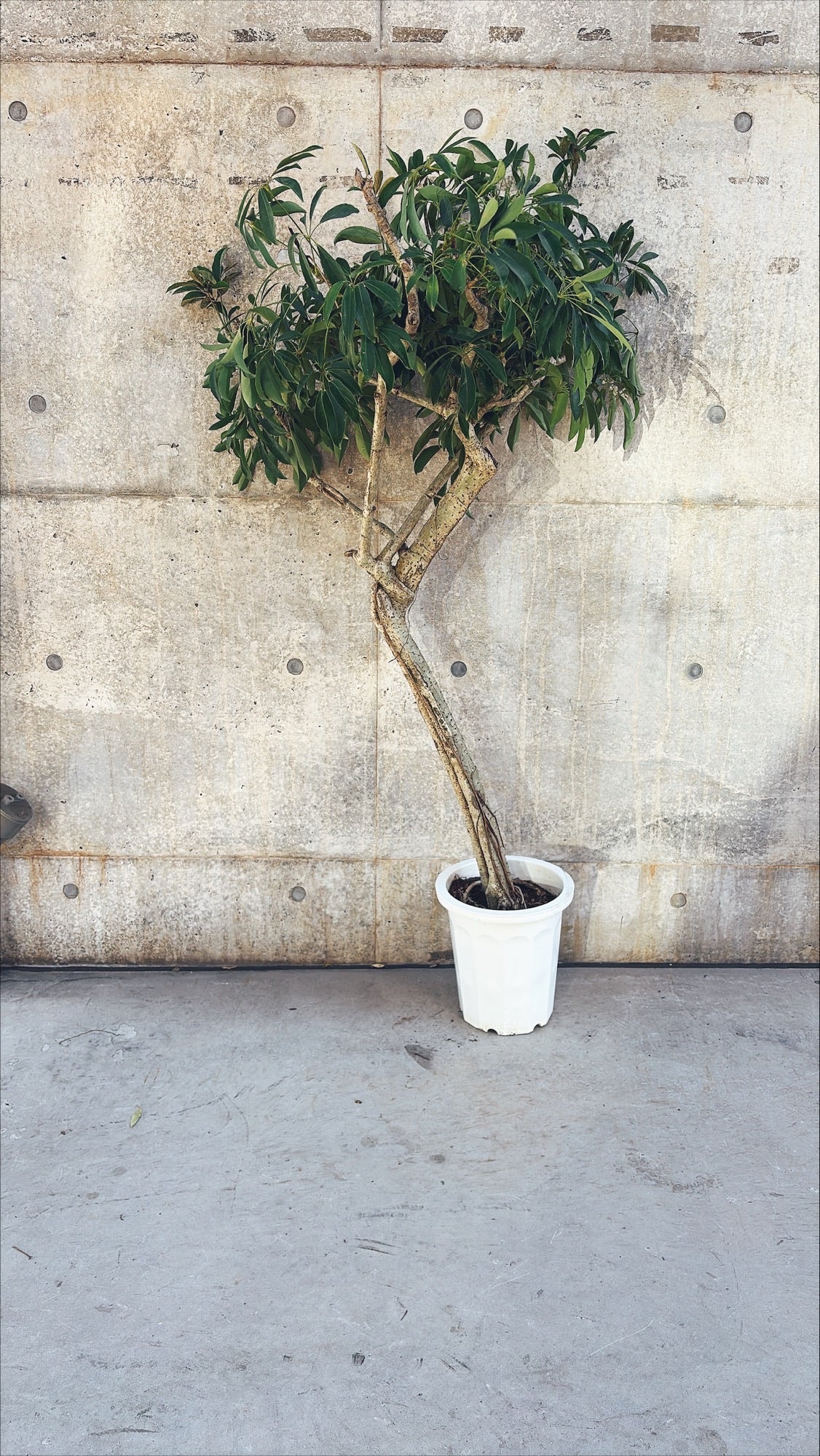 【東京都23区内の方のみ購入可】【送料無料】シェフレラ 10号J