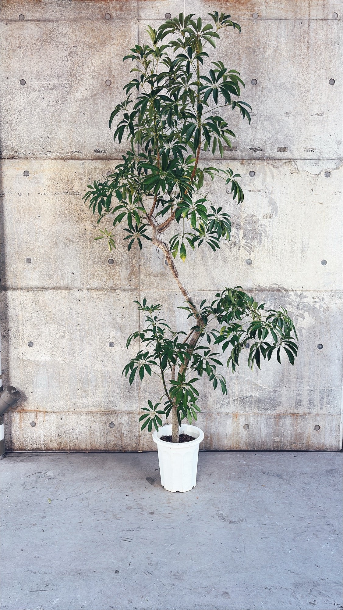 【東京都23区内の方のみ購入可】【送料無料】 シェフレラ 10号H