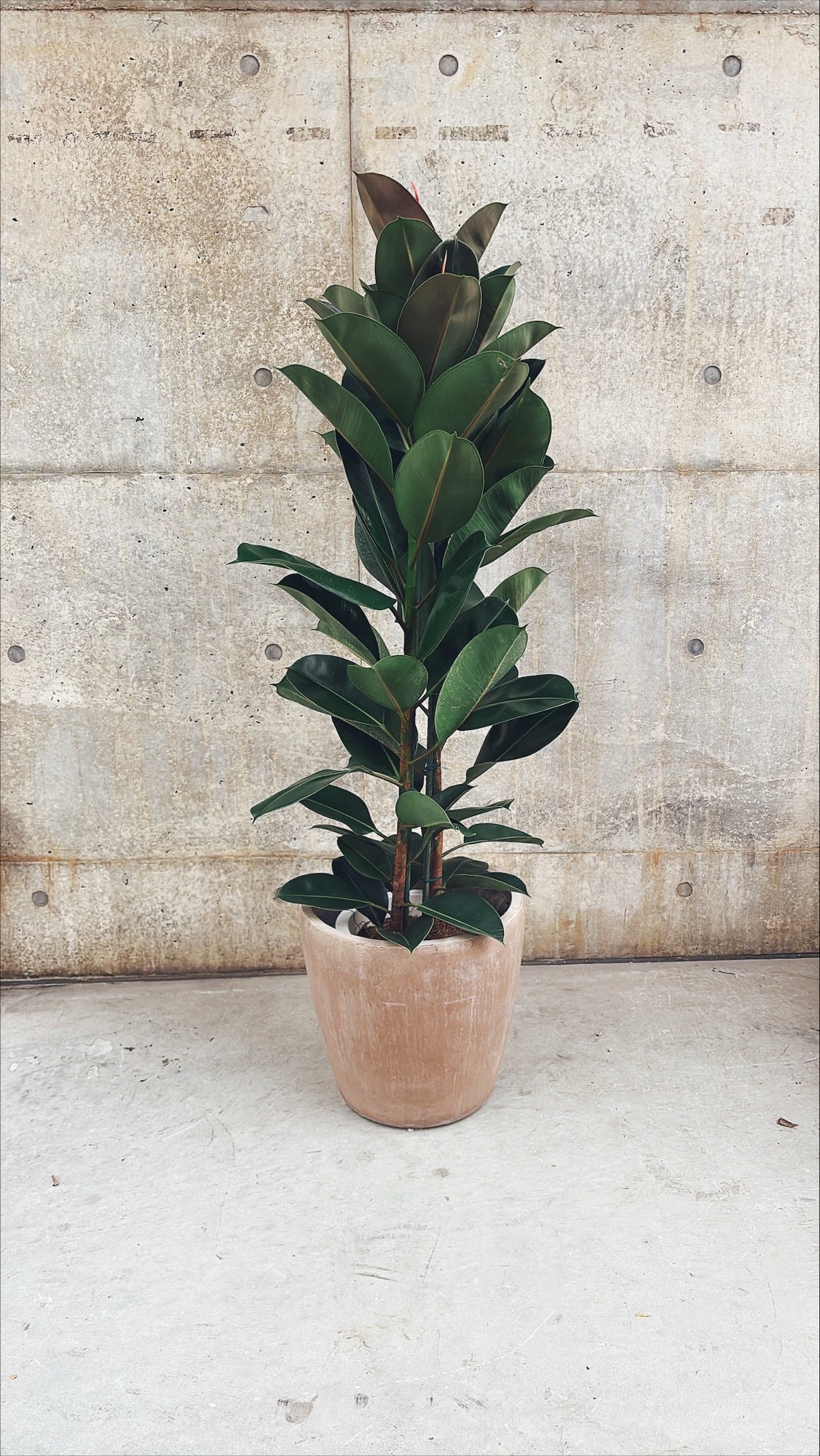 【東京都23区内の方のみ購入可】【送料無料】 フィカス ロブスター 10号