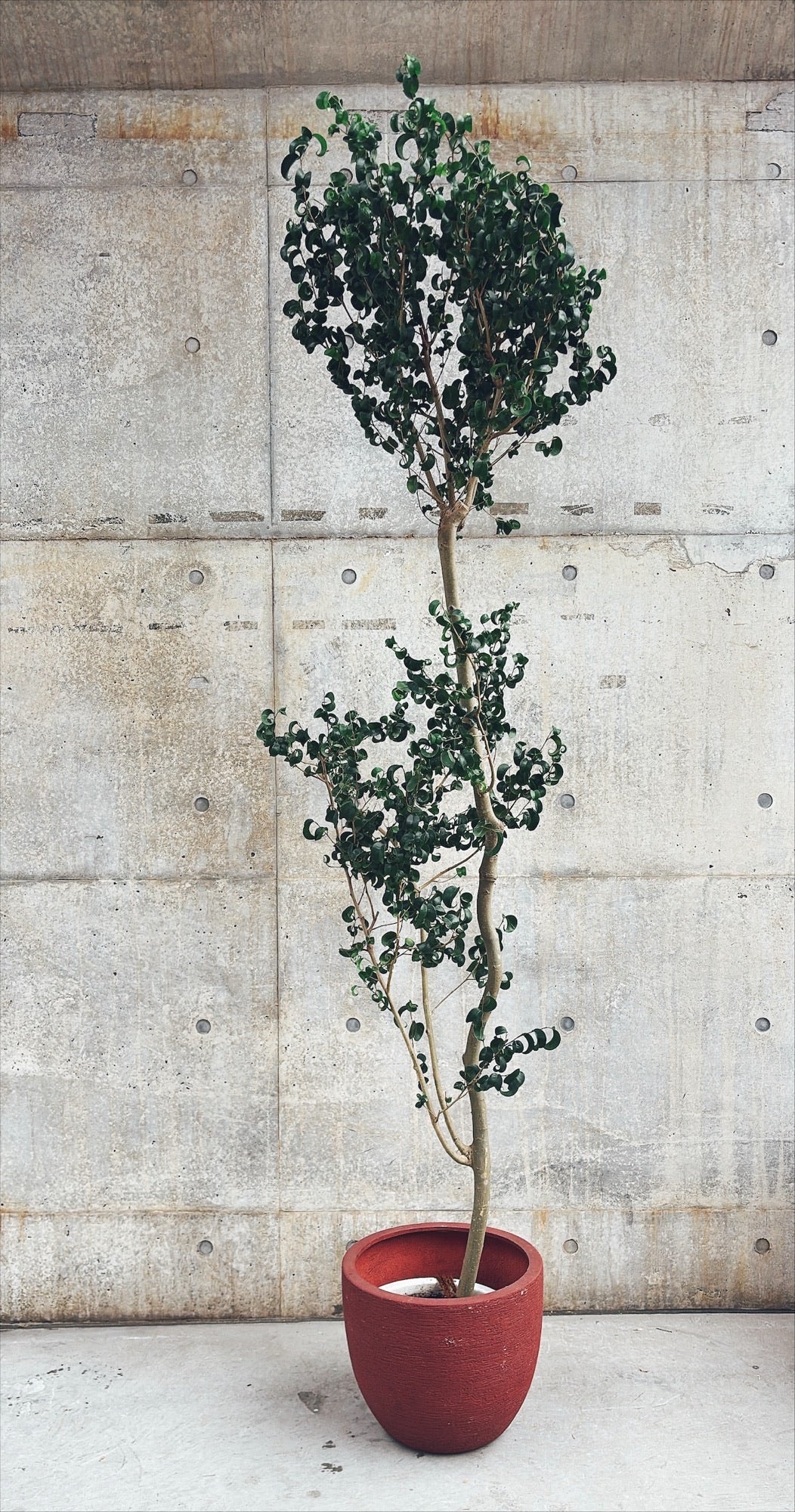 【東京都23区内の方のみ購入可】【送料無料】フィカス バロック 11号