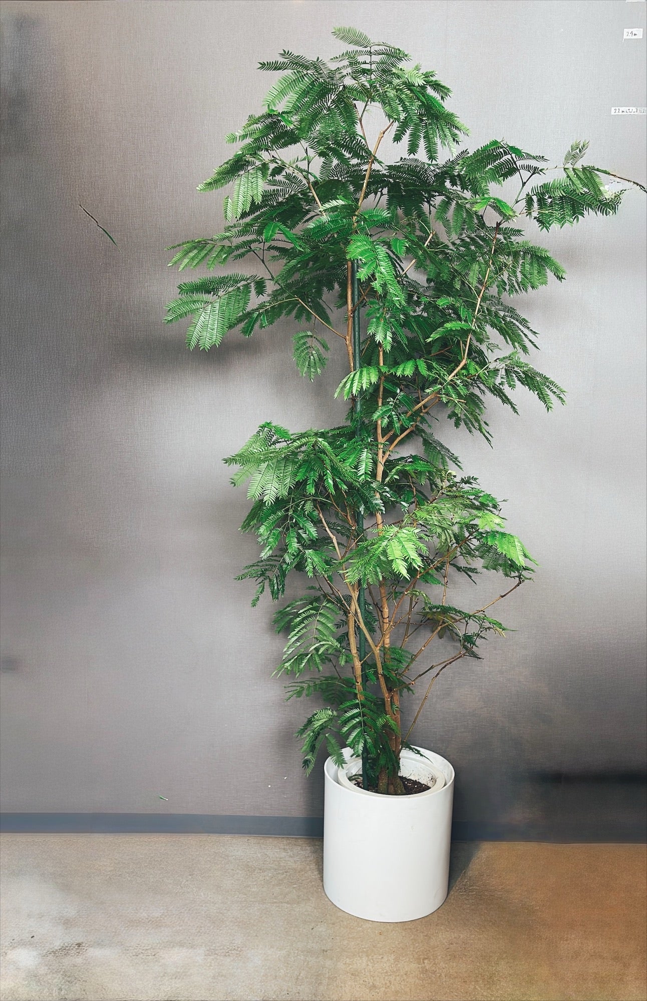 【東京都23区内の方のみ購入可】【送料無料】エバーフレッシュ 10号