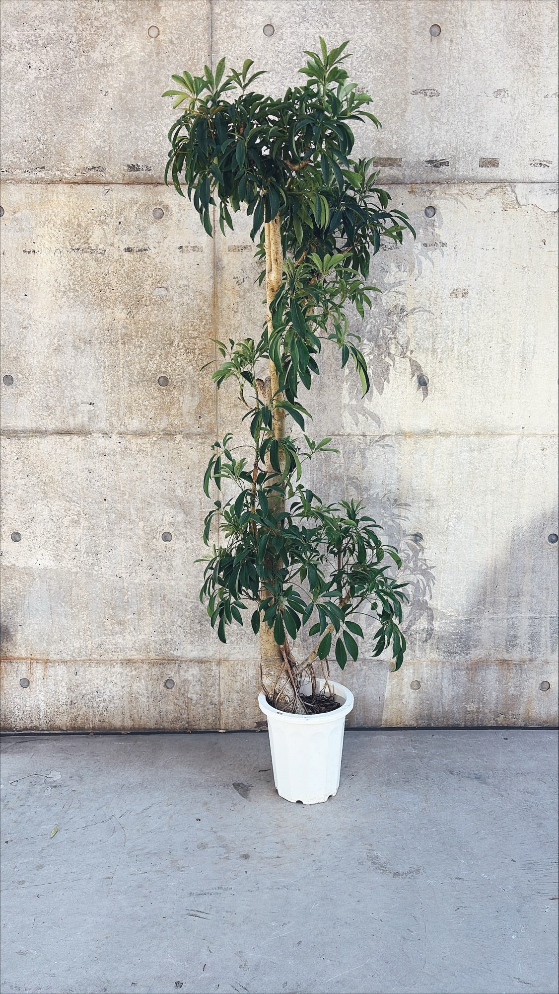 【東京都23区内の方のみ購入可】【送料無料】シェフレラ 10号I