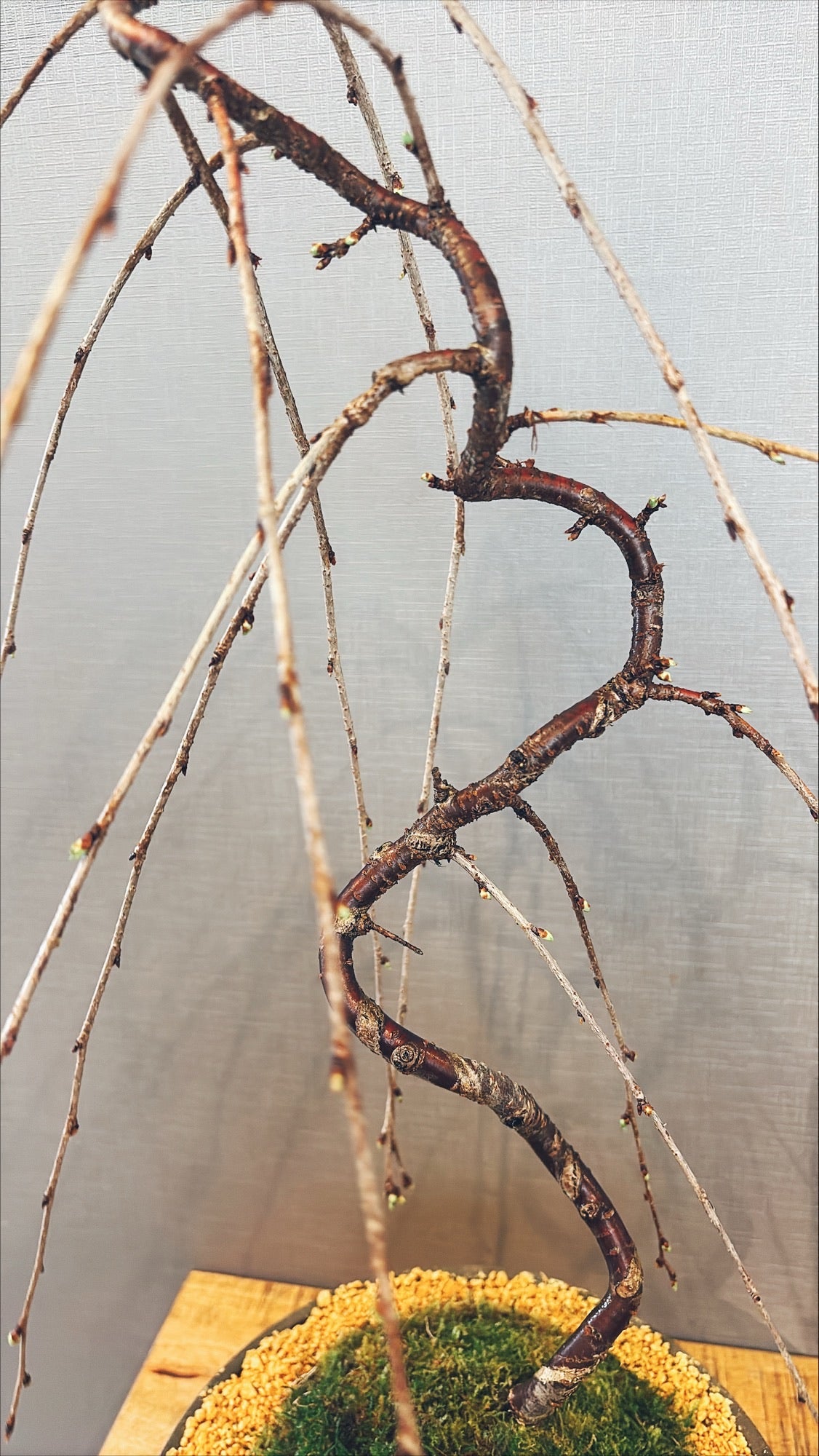 【東京都23区内の方のみ購入可】【送料無料】富士しだれ桜 10号