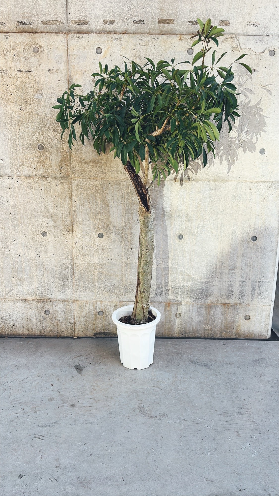 【東京都23区内の方のみ購入可】【送料無料】シェフレラ 10号J