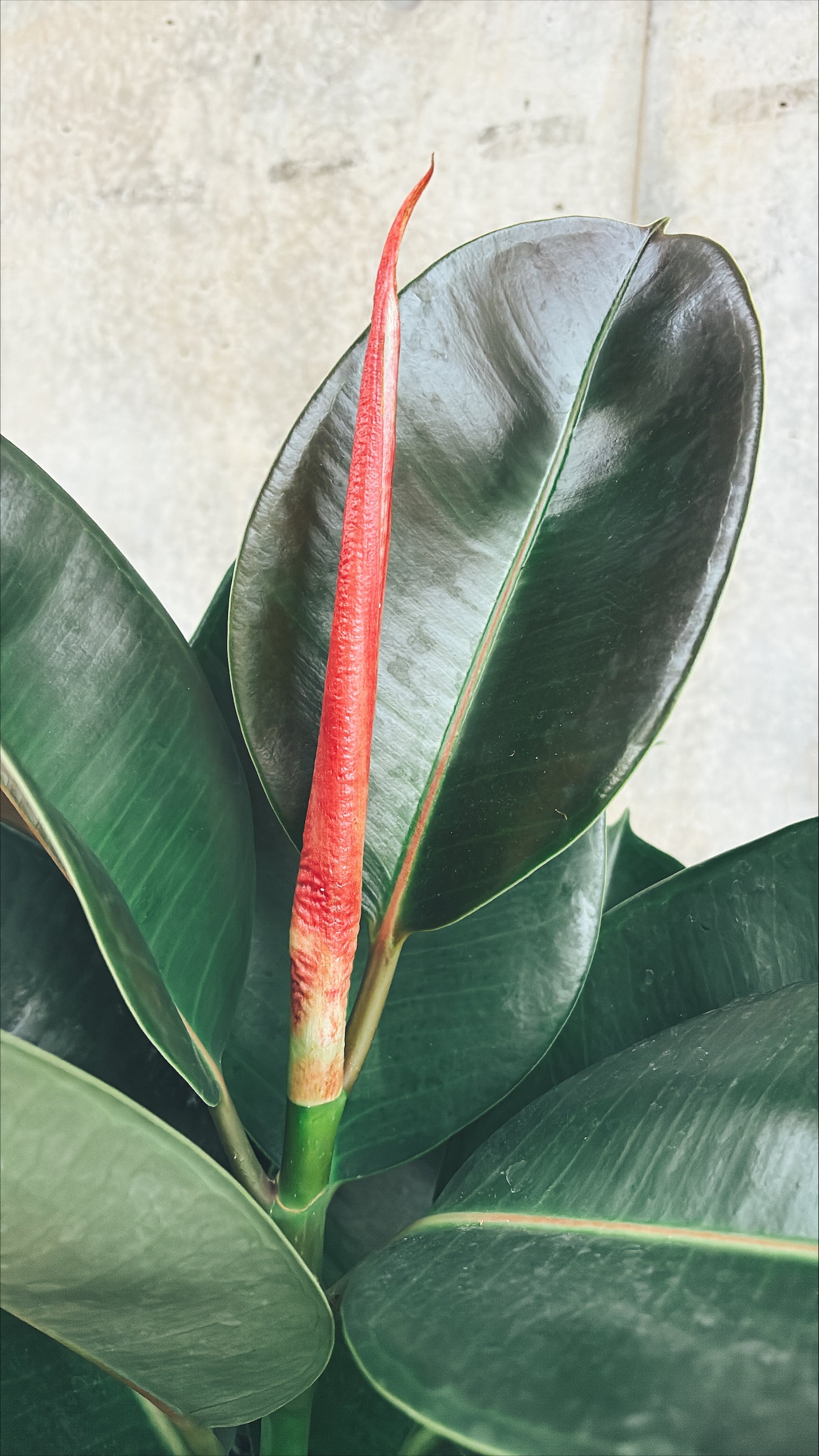 【東京都23区内の方のみ購入可】【送料無料】 フィカス ロブスター 10号