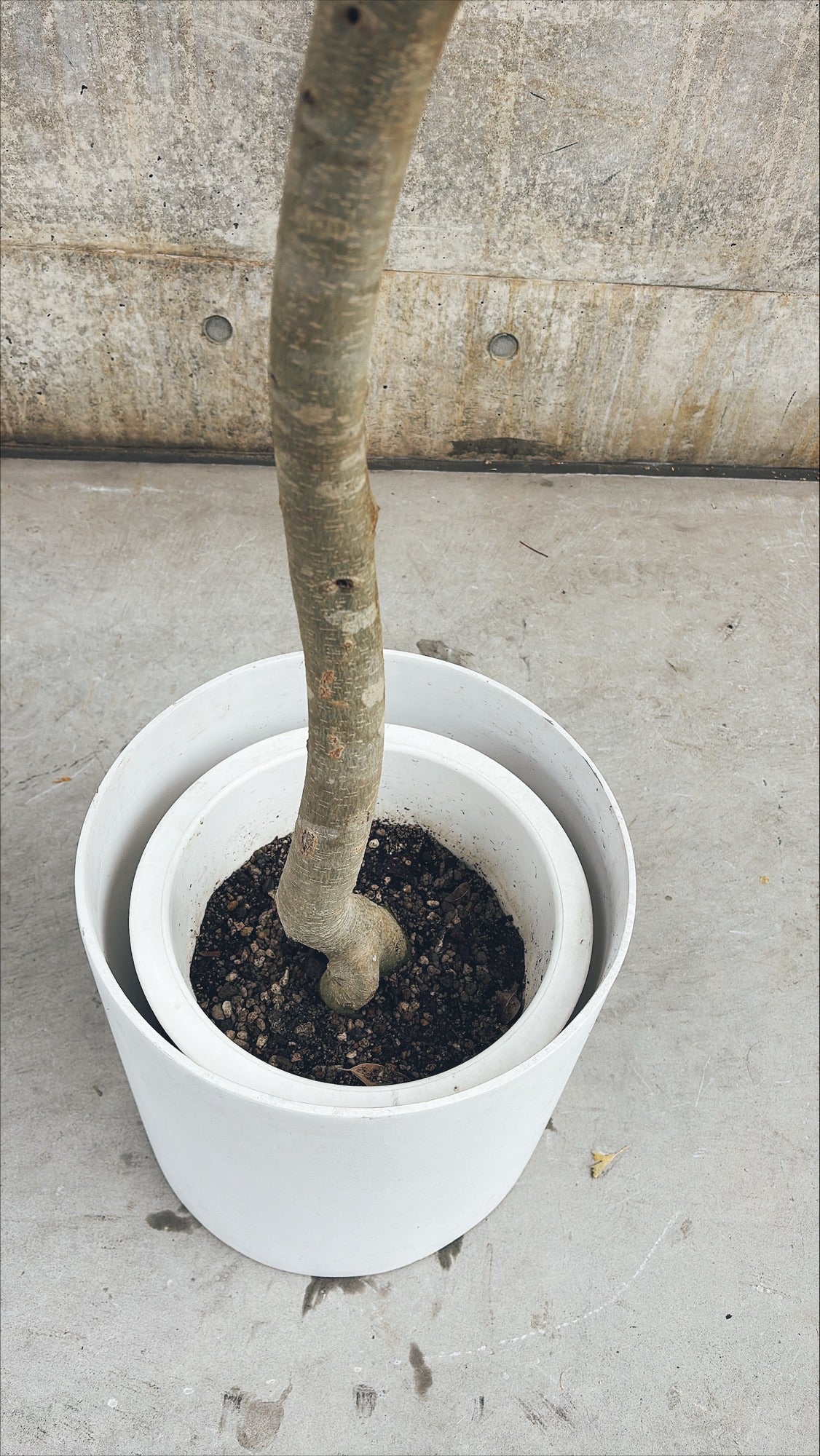 【東京都23区内の方のみ購入可】【送料無料】 フィカス ヌべ 10号