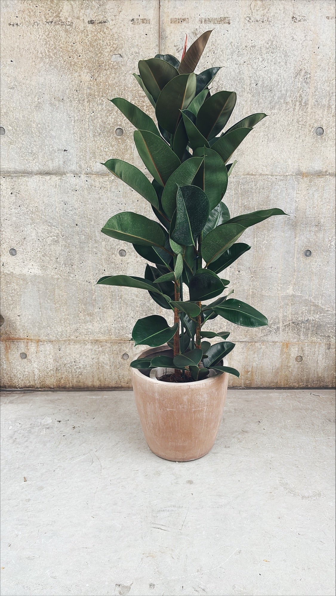 【東京都23区内の方のみ購入可】【送料無料】 フィカス ロブスター 10号