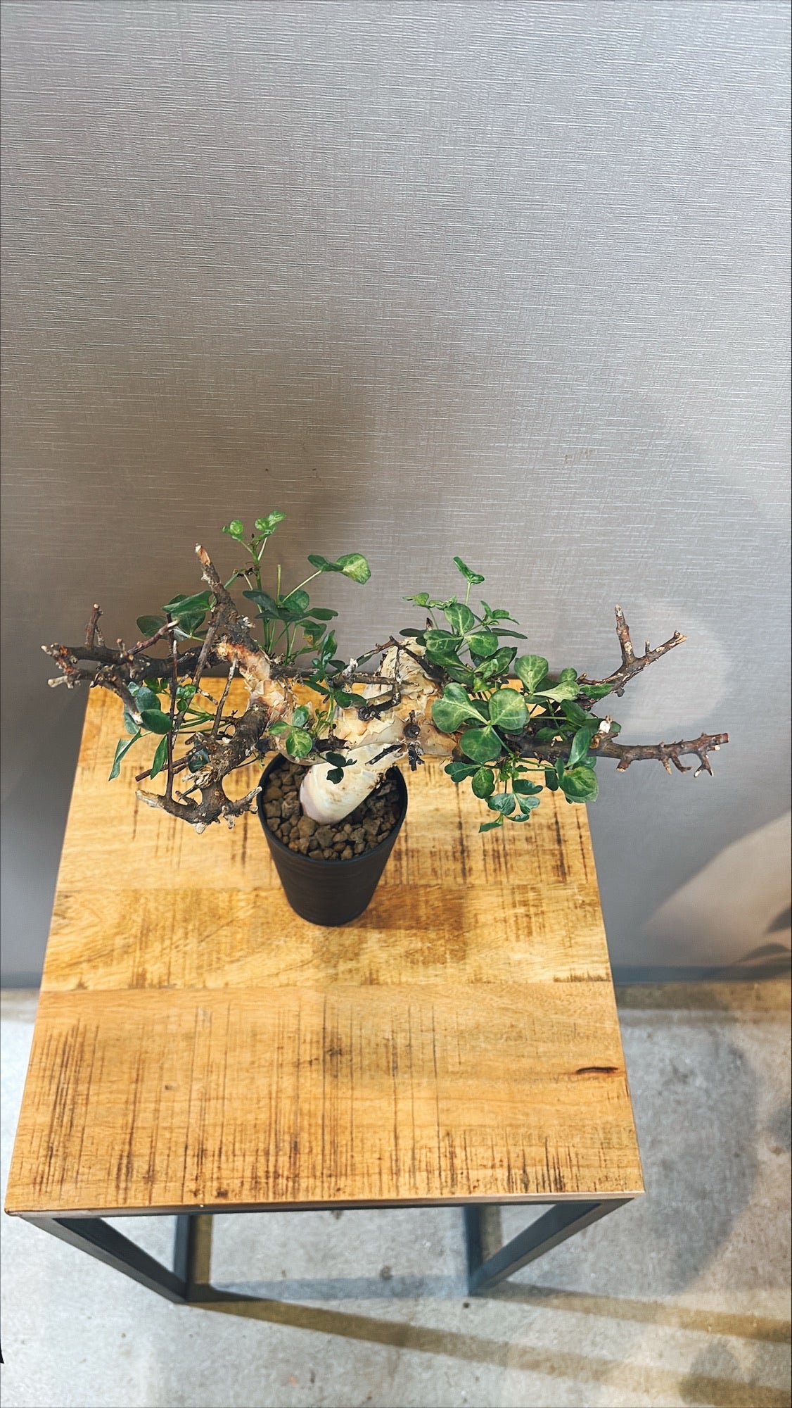 【東京都23区内の方のみ購入可】【送料無料】コミフォラ・カタフ 4号鉢