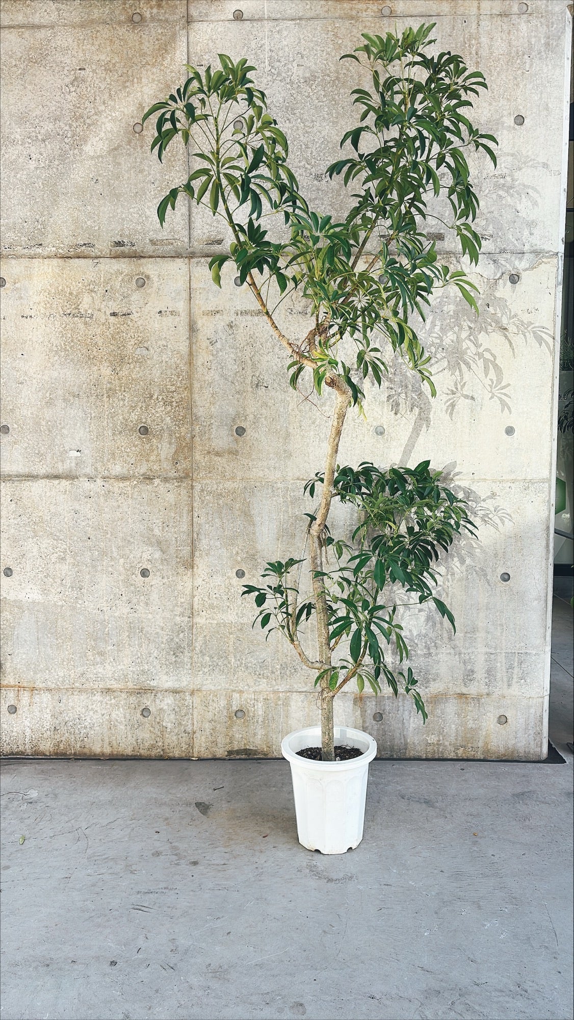 【東京都23区内の方のみ購入可】【送料無料】 シェフレラ 10号H