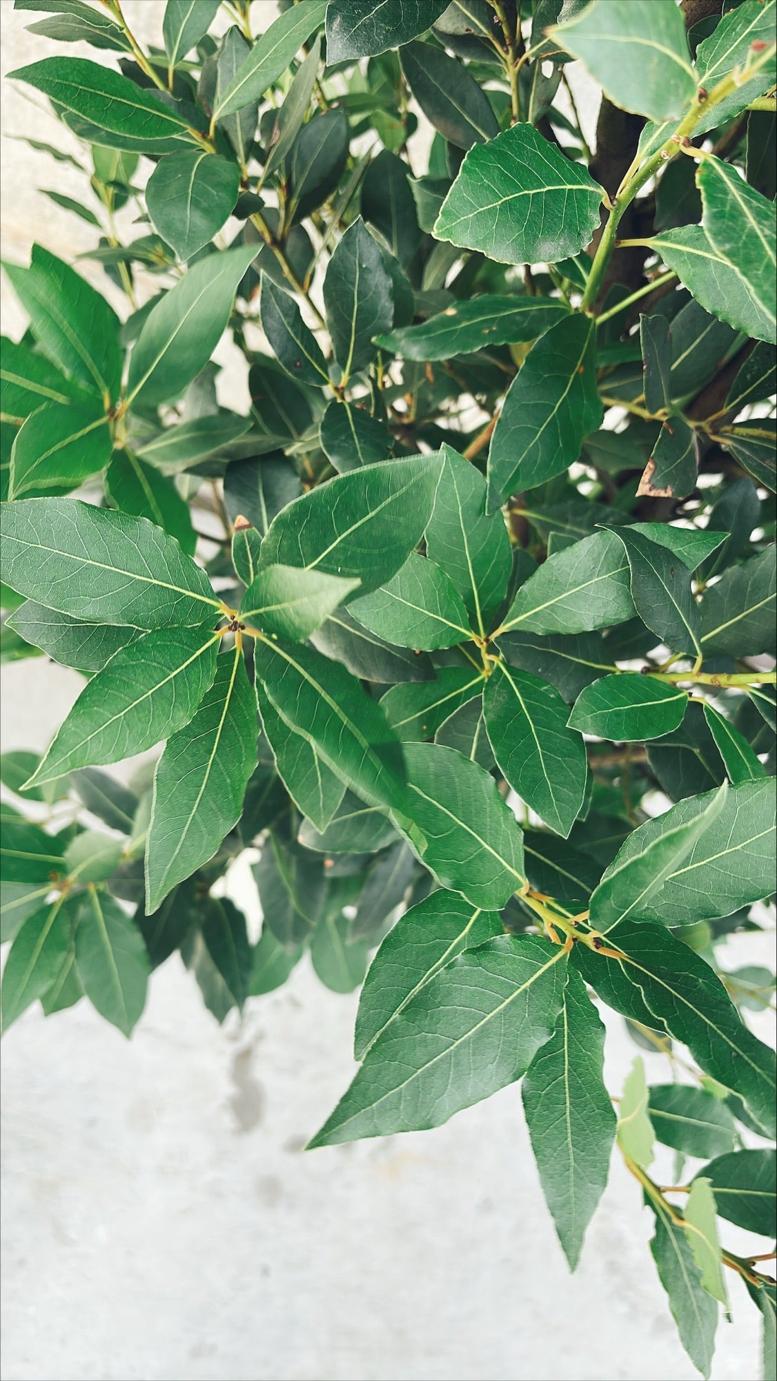 【東京都23区内の方のみ購入可】【送料無料】 月桂樹 (ゲッケイジュ) 10号