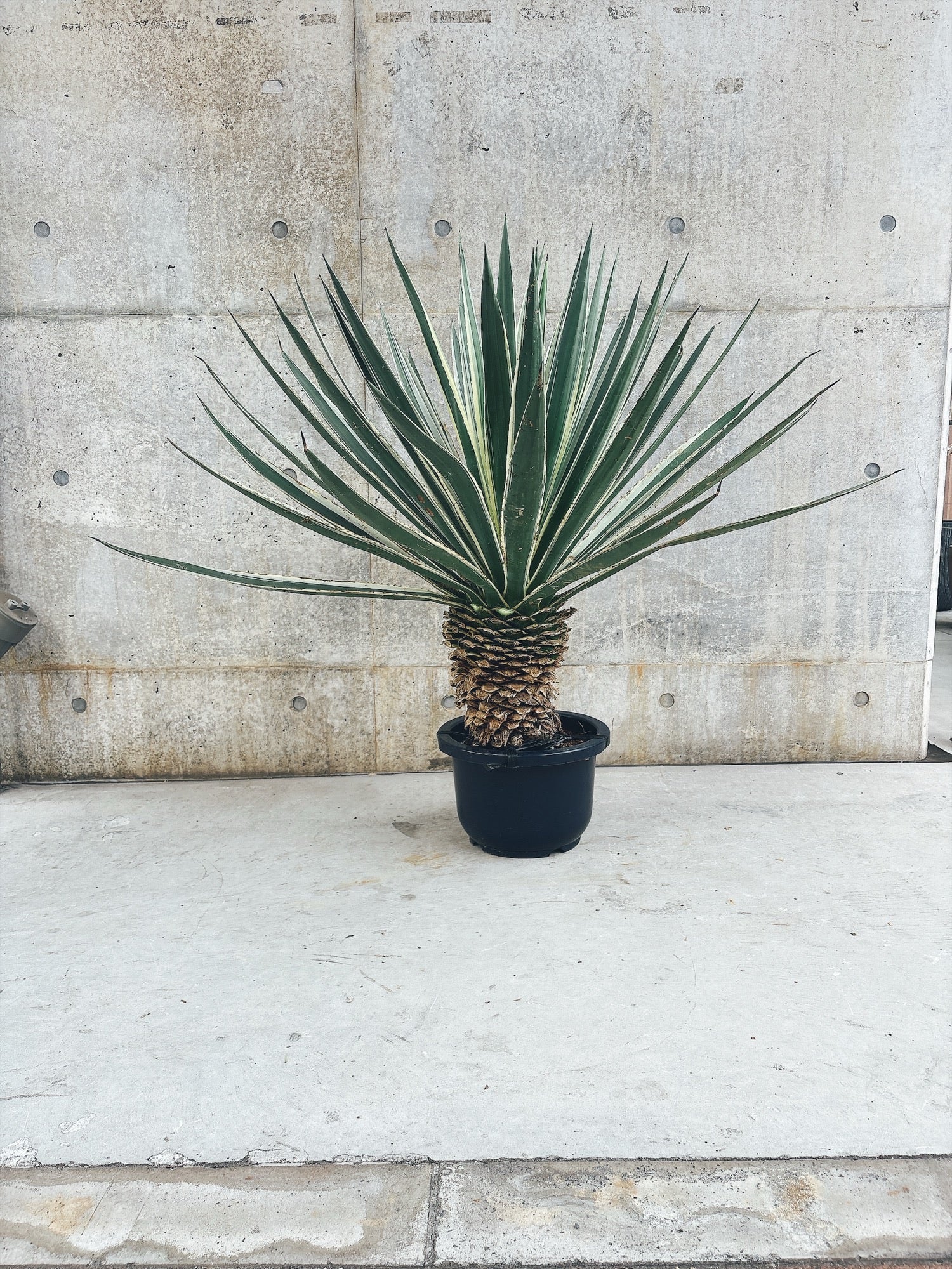 東京都23区内の方のみ購入可】【送料無料】 アガベ 白閃光 10号