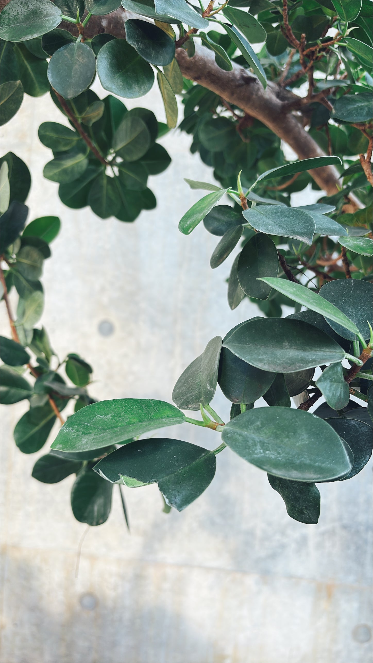 【東京都23区内の方のみ購入可】【送料無料】 パンダガジュマル (曲がり) 10号