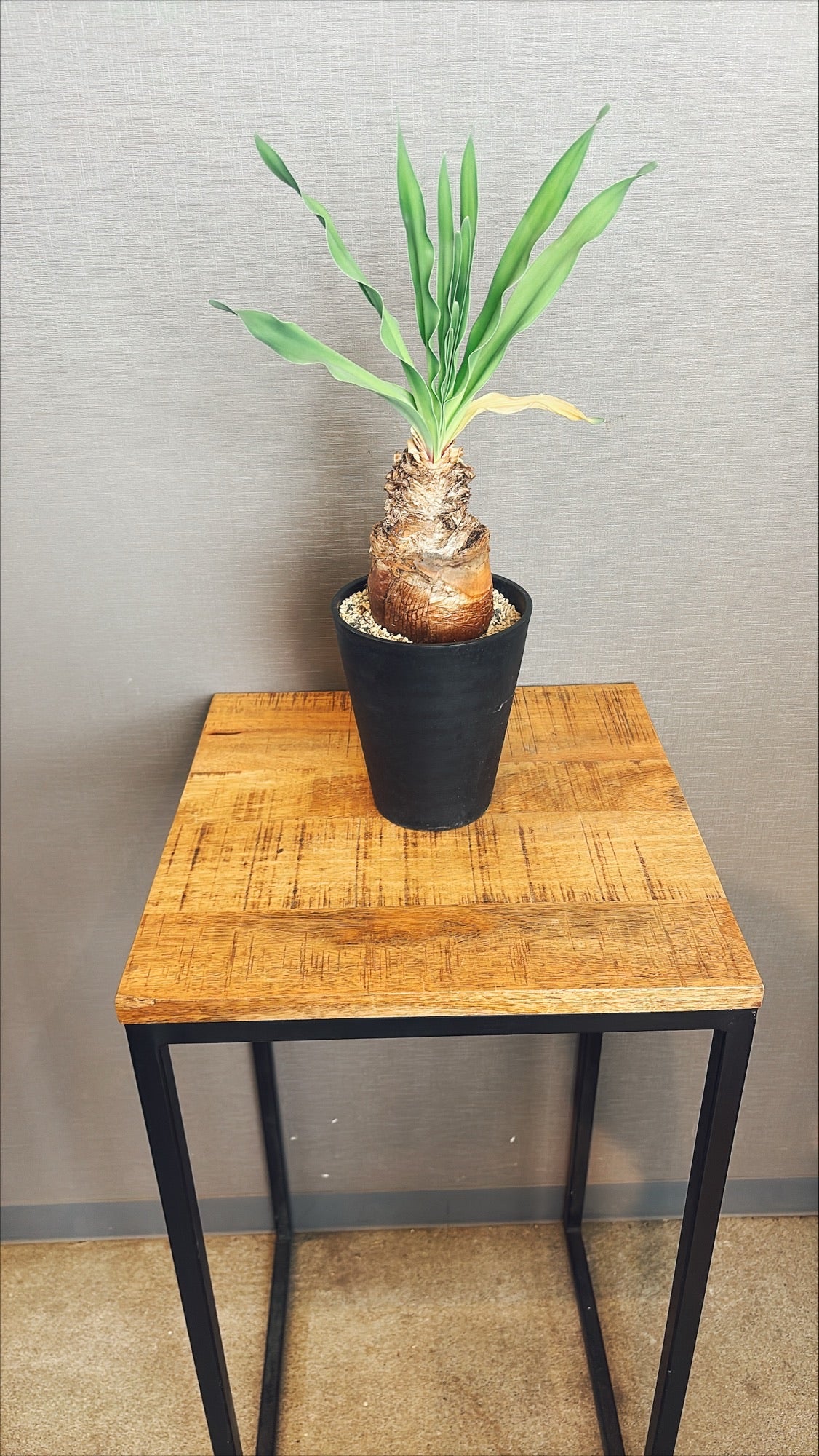 【東京都23区内の方のみ購入可】【送料無料】ブーファンディスティチャ 4号鉢C