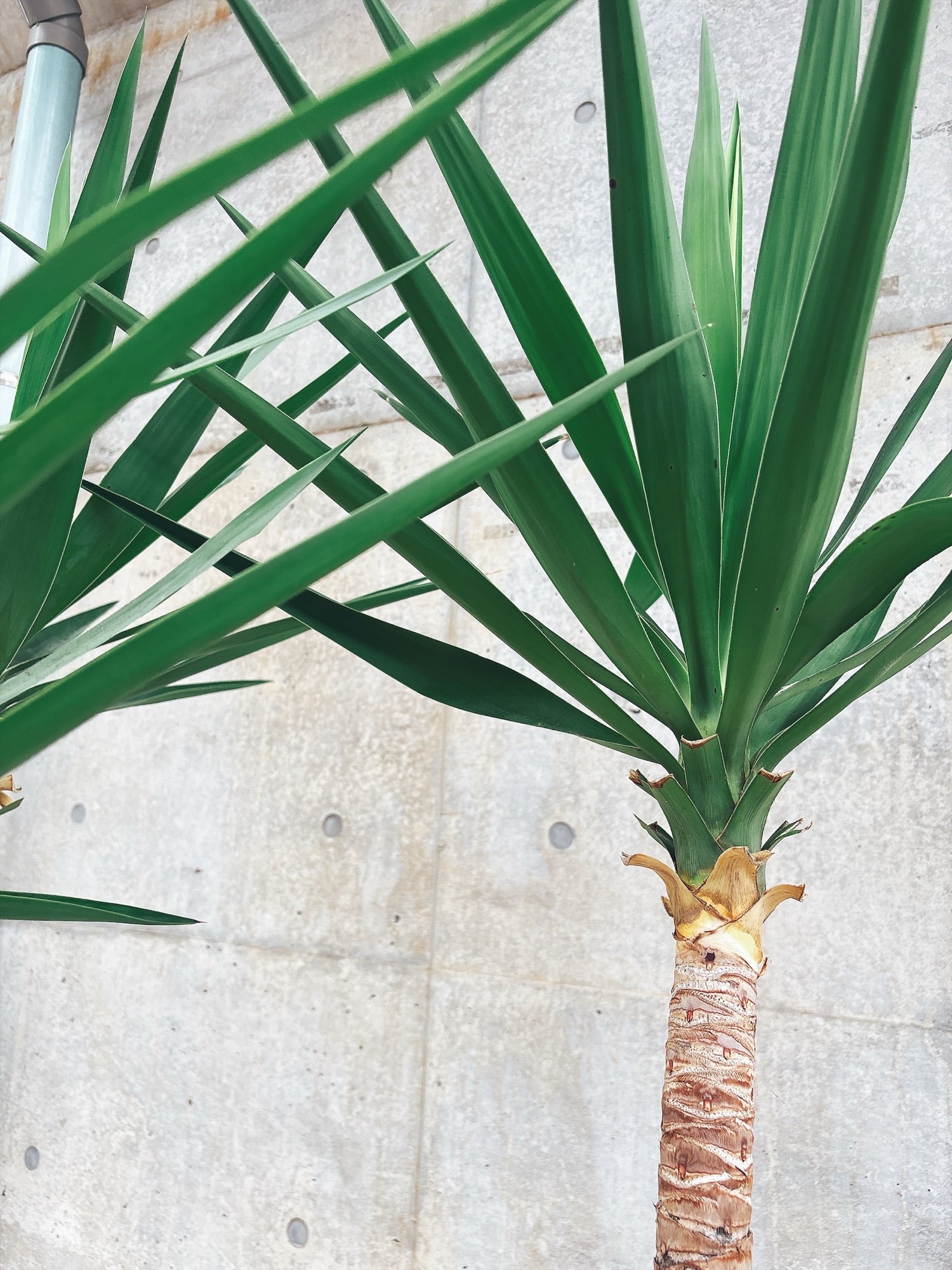 東京都23区内の方のみ購入可】【送料無料】 ユッカ エレファンティペス